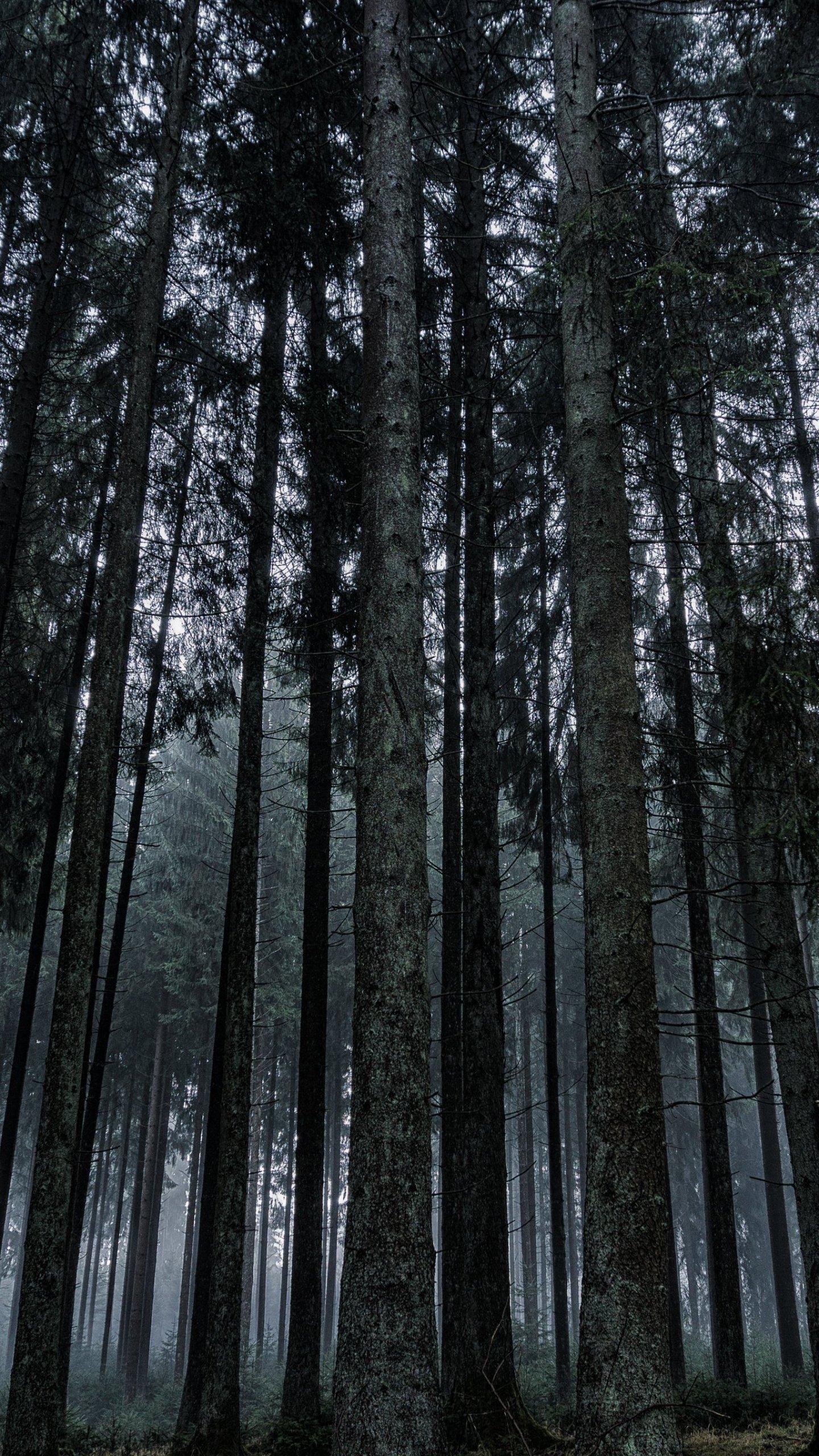 Dark Forest Wallpaper, Android & Desktop Background