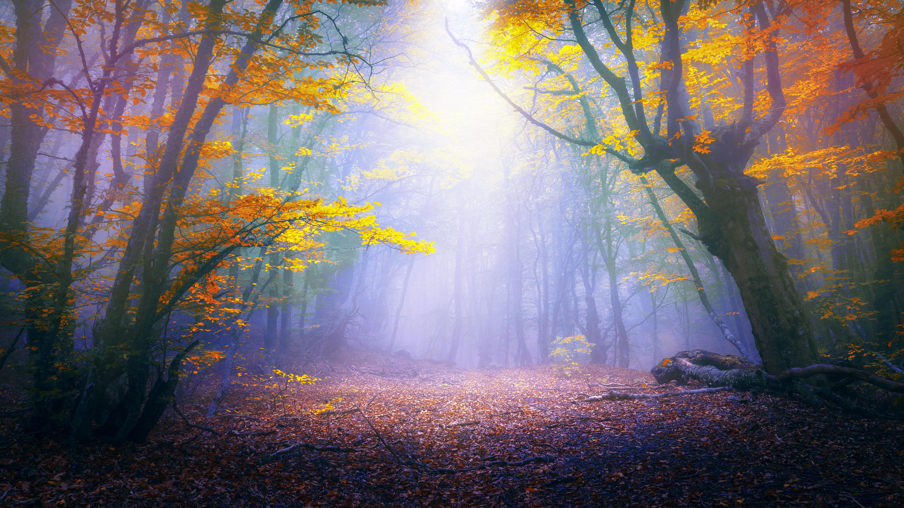 Enchanted Forest Desktop Background