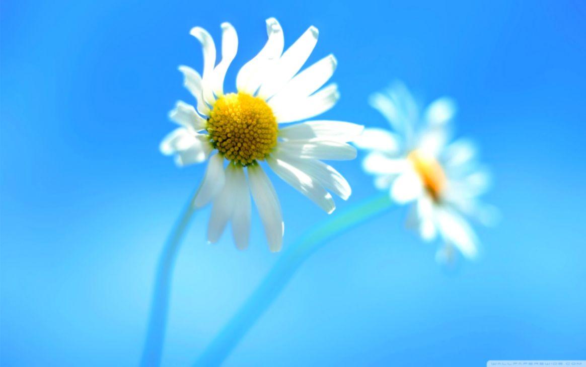 Windows 8 HD Wallpaper Desktop