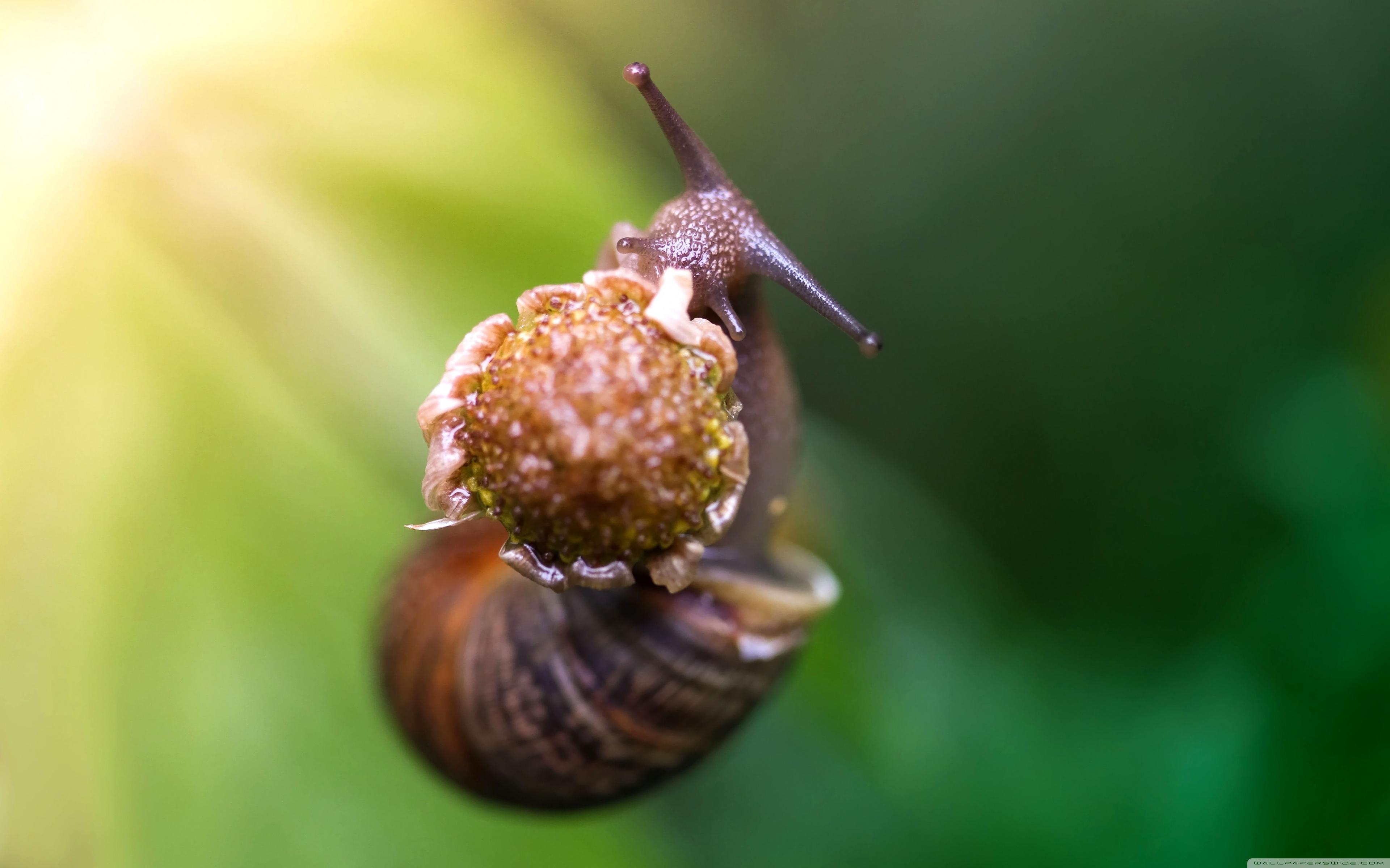 Snail Eating A Flower ❤ 4K HD Desktop Wallpaper for 4K