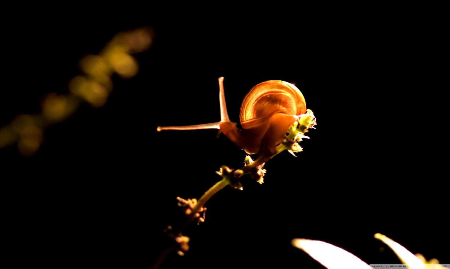 Branch Two Snails HD Wallpaper