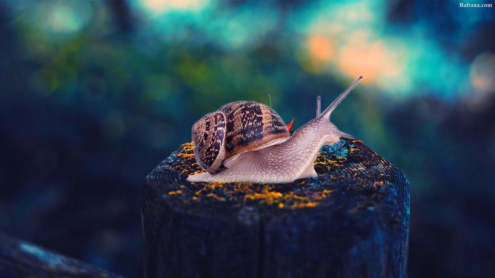 Hd Snail Desktop Wallpapers Wallpaper Cave