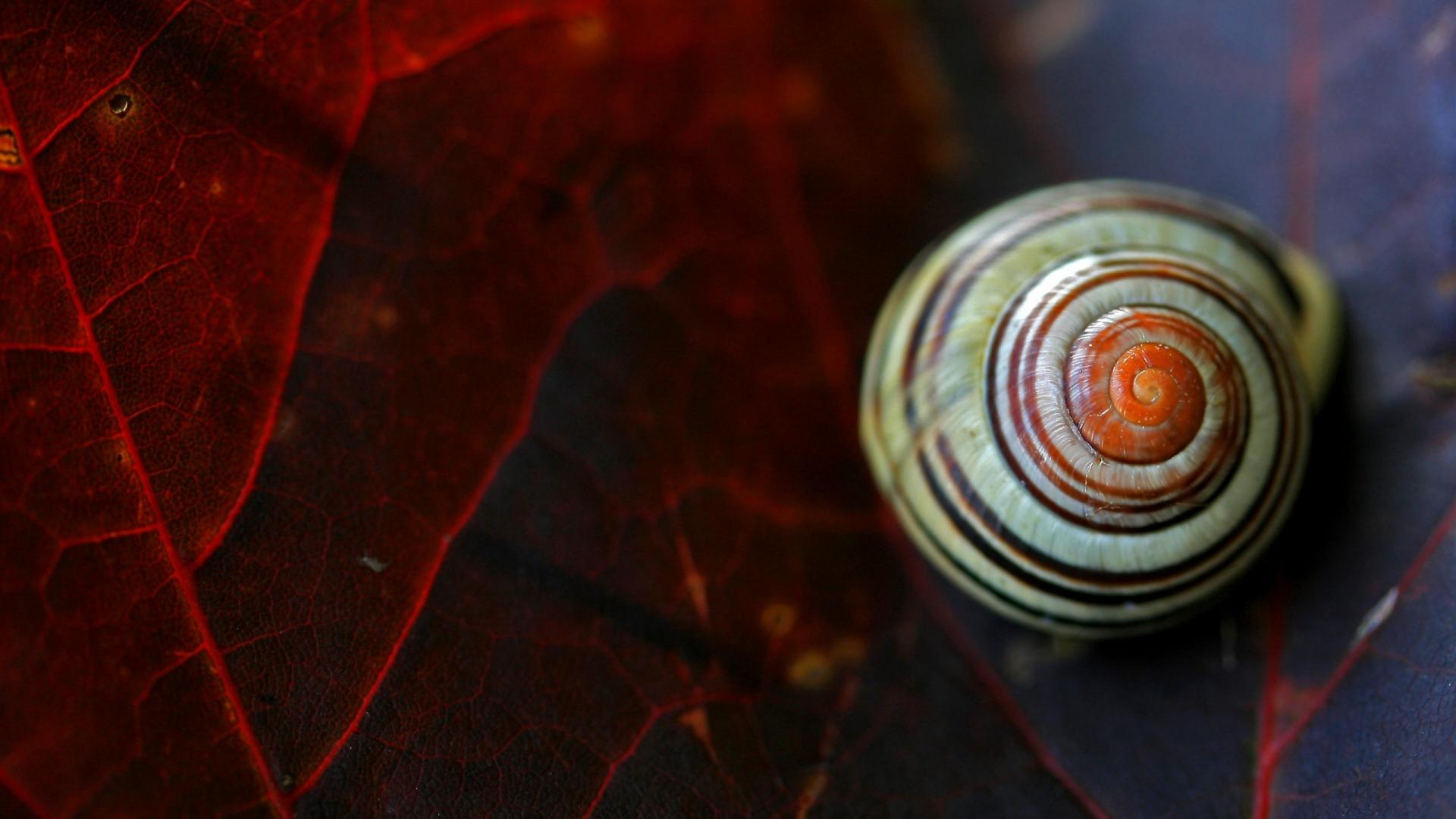 HD Snail Desktop Wallpapers - Wallpaper Cave