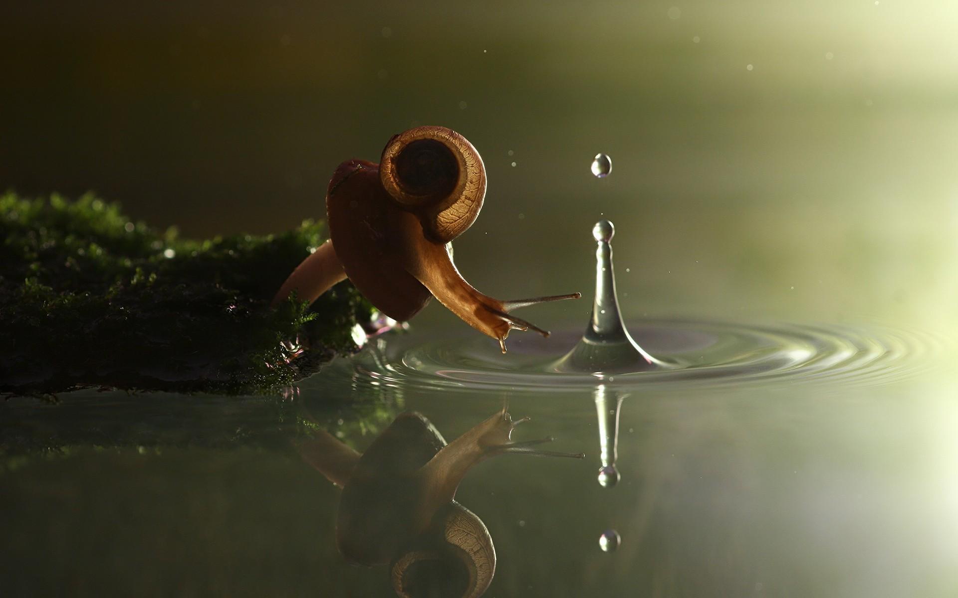 HD Snail Desktop Wallpapers - Wallpaper Cave