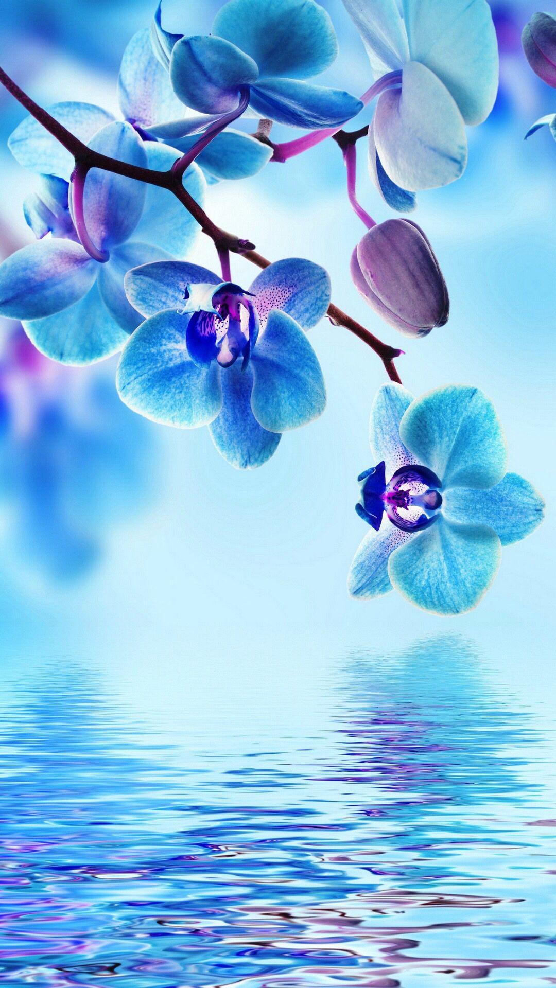 Blue water wallpaper. Beautiful wallpaper background, Orchid wallpaper, Beautiful nature wallpaper