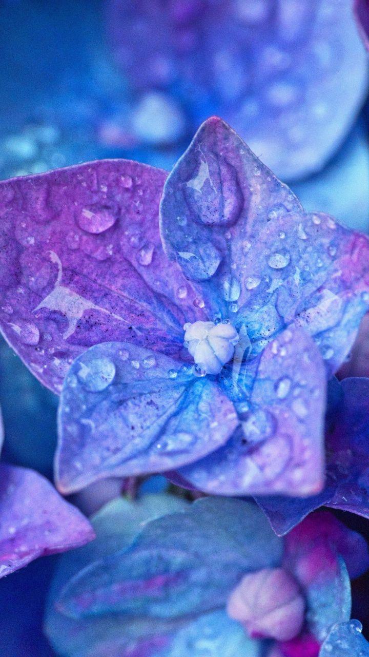 Blue, close up, Hydrangea, flowers, water drops, 720x1280 wallpaper. Flower aesthetic, Flower phone wallpaper, Beautiful nature wallpaper