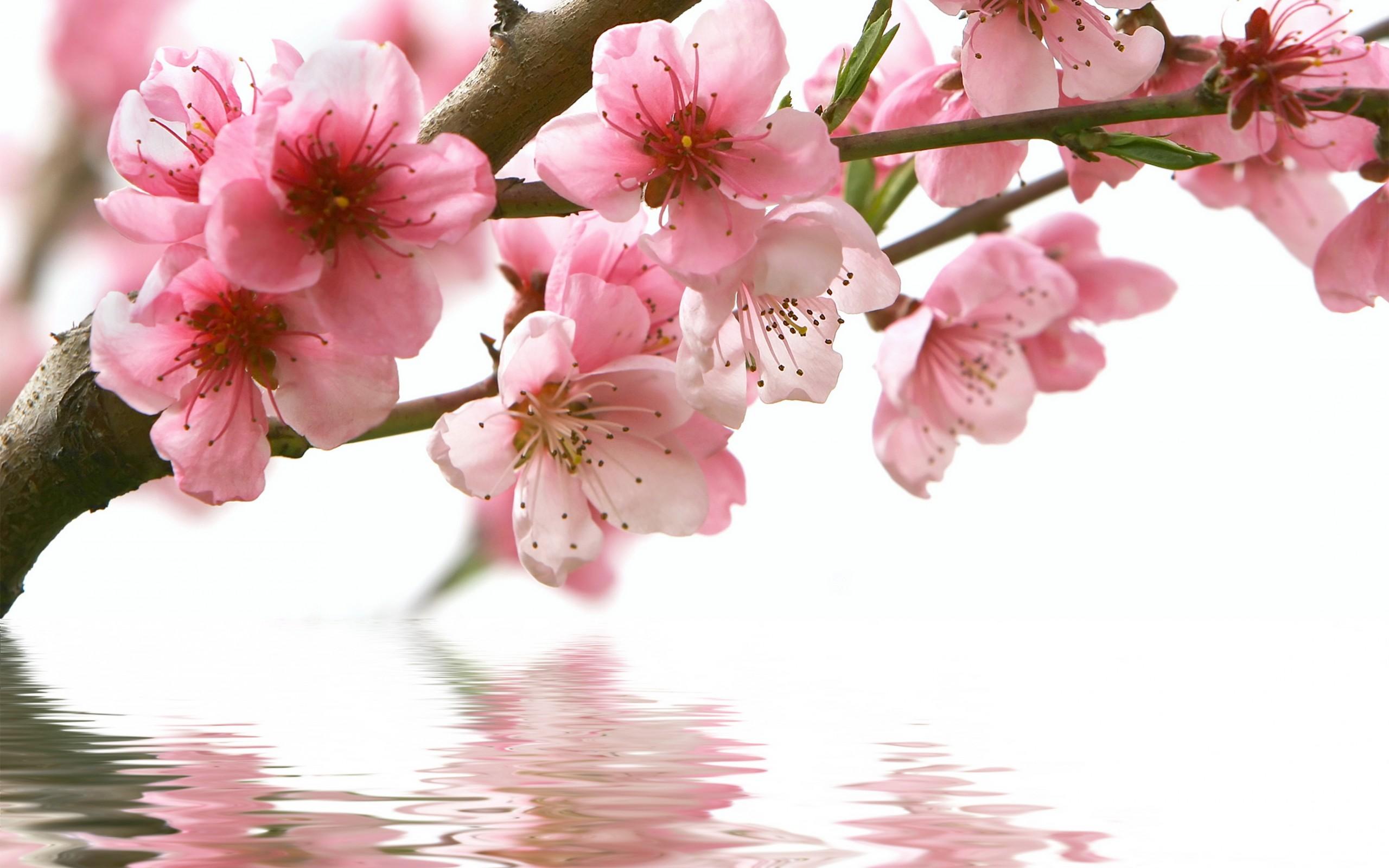 Spring cherry branch flower pink water reflection wallpaper