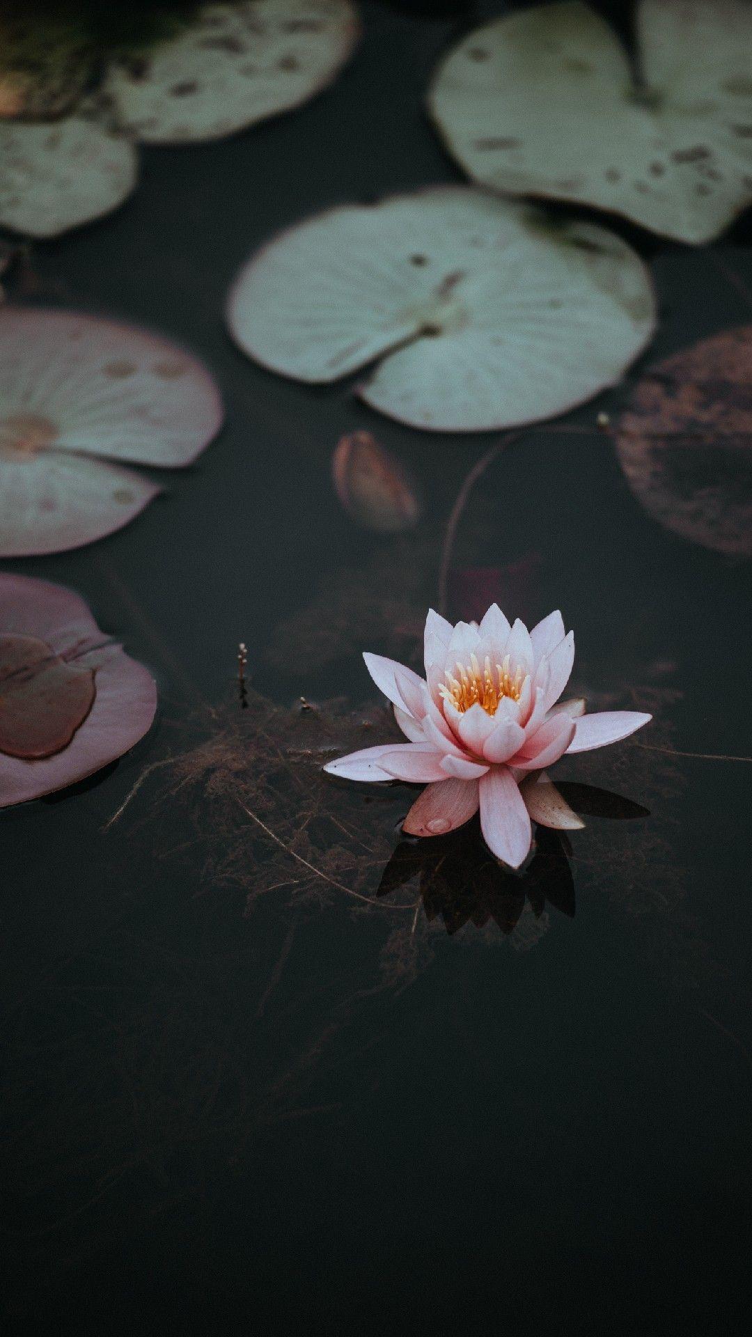 Beautiful Flower Phone Wallpaper Lockscreen HD 4K Android iOS /be. Lotus flower picture, Lotus flower image, Flower picture