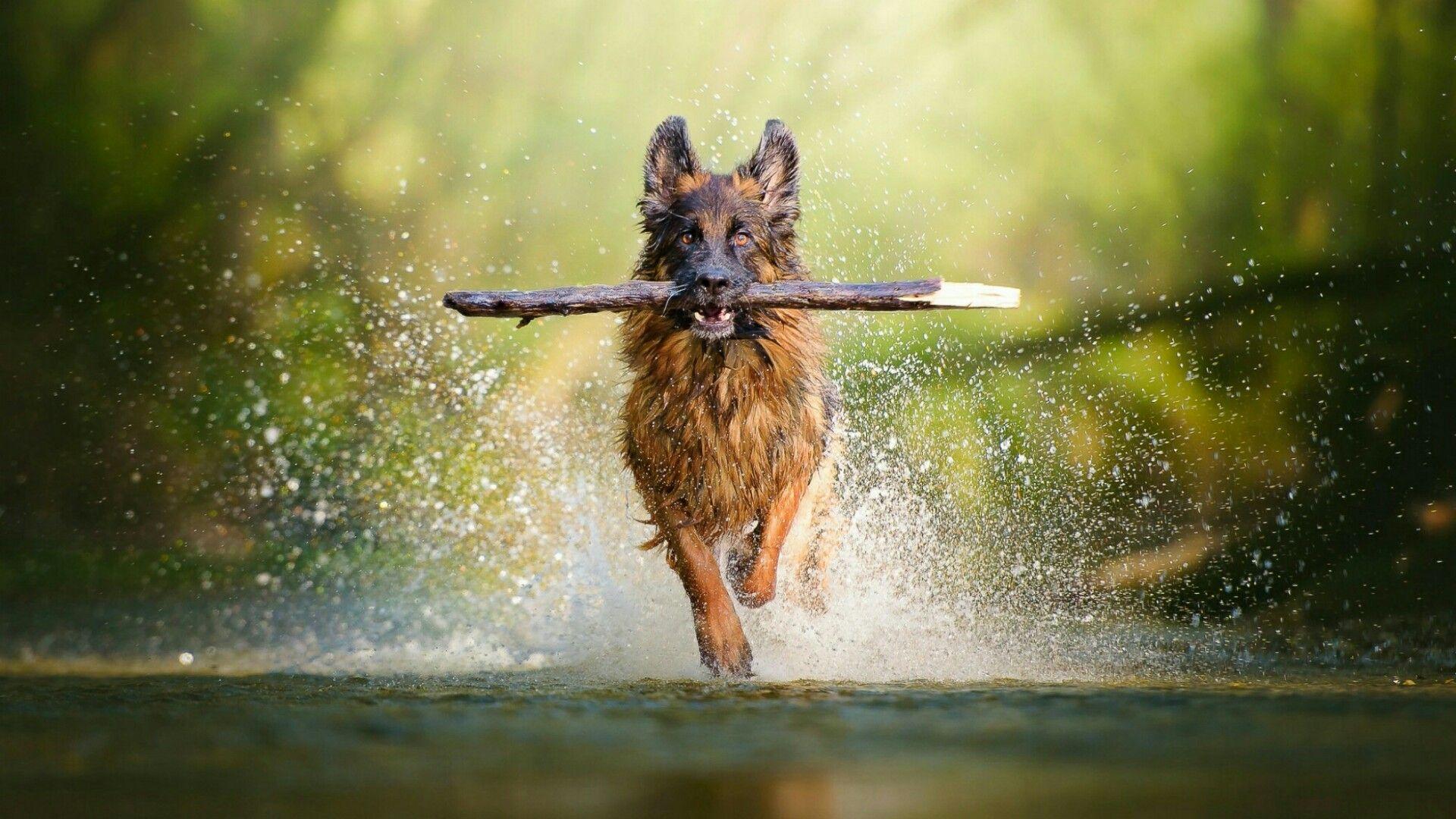 Animal Training Wallpaper