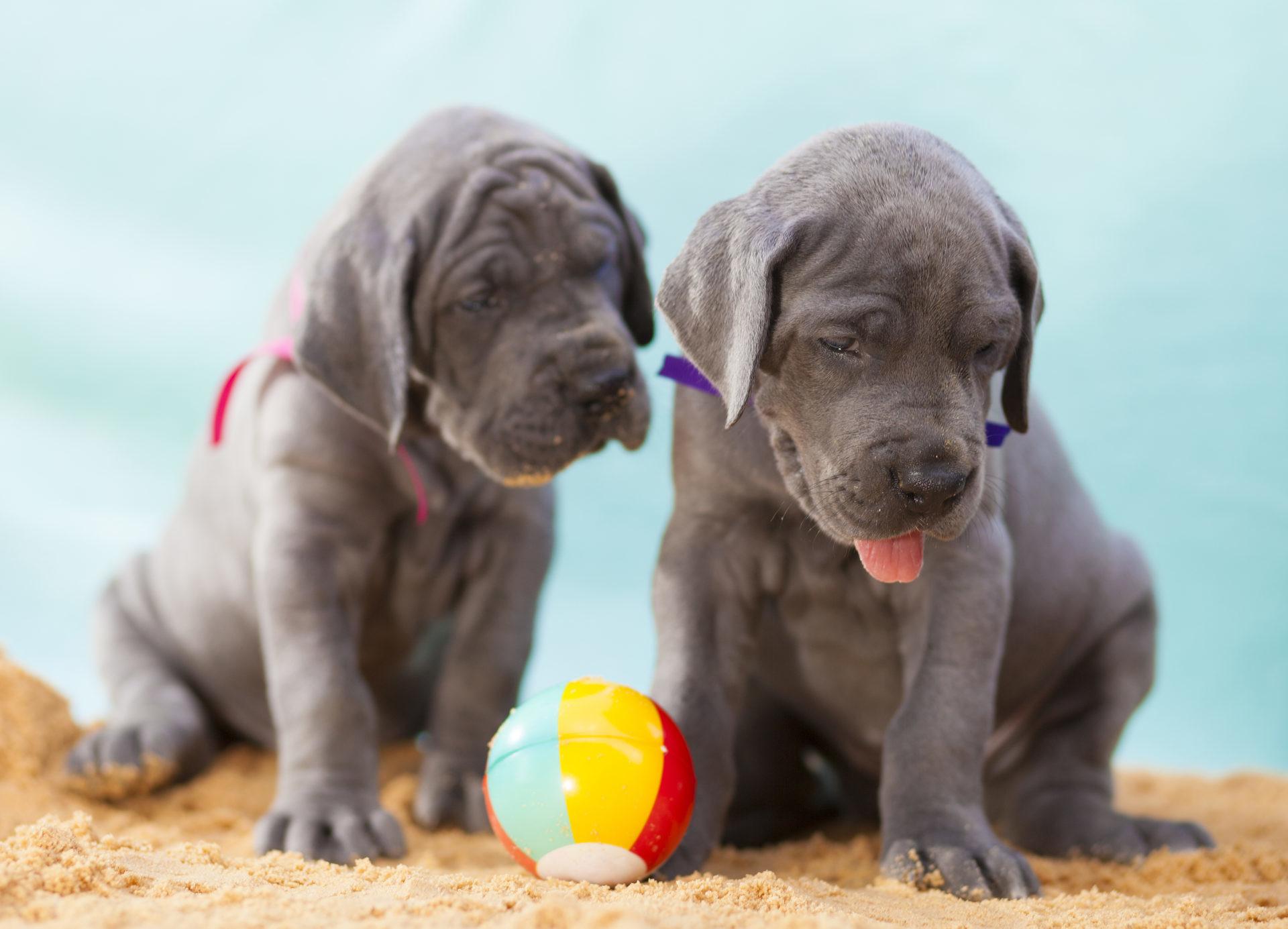 Great Dane Wallpaper