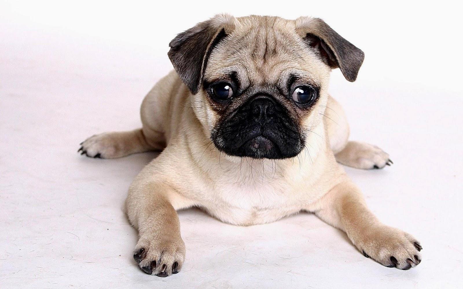 Pug Wallpaper