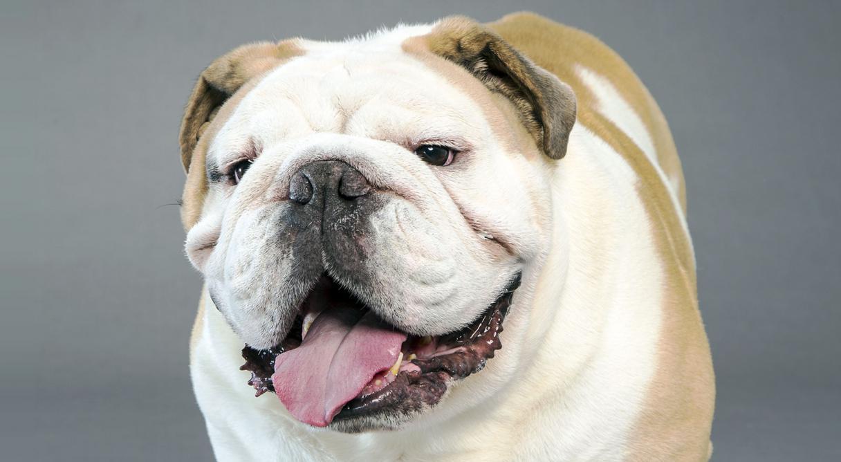 The future of the Bulldog breed depends on the individual