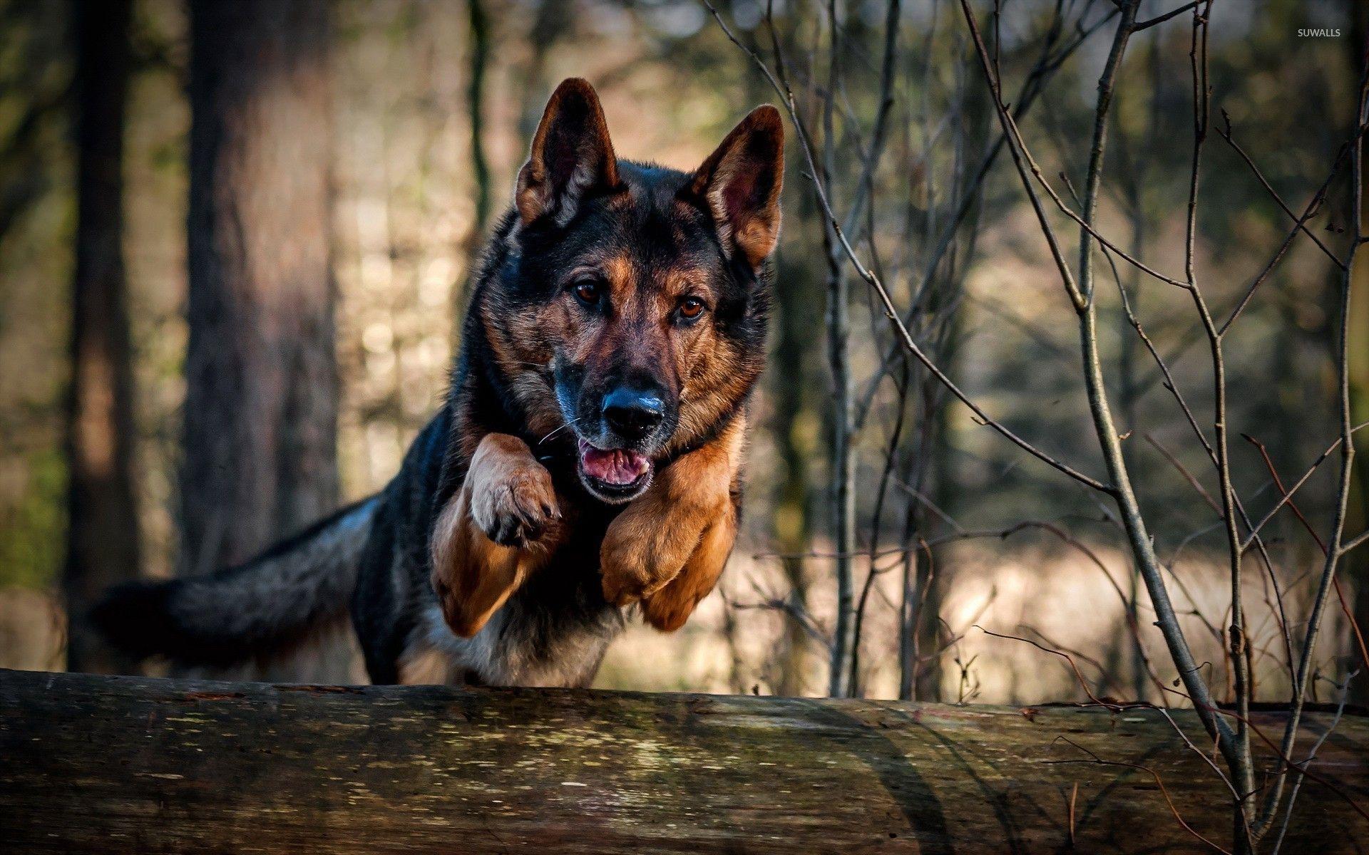 German Shepherd Puppies Wallpaper Free German