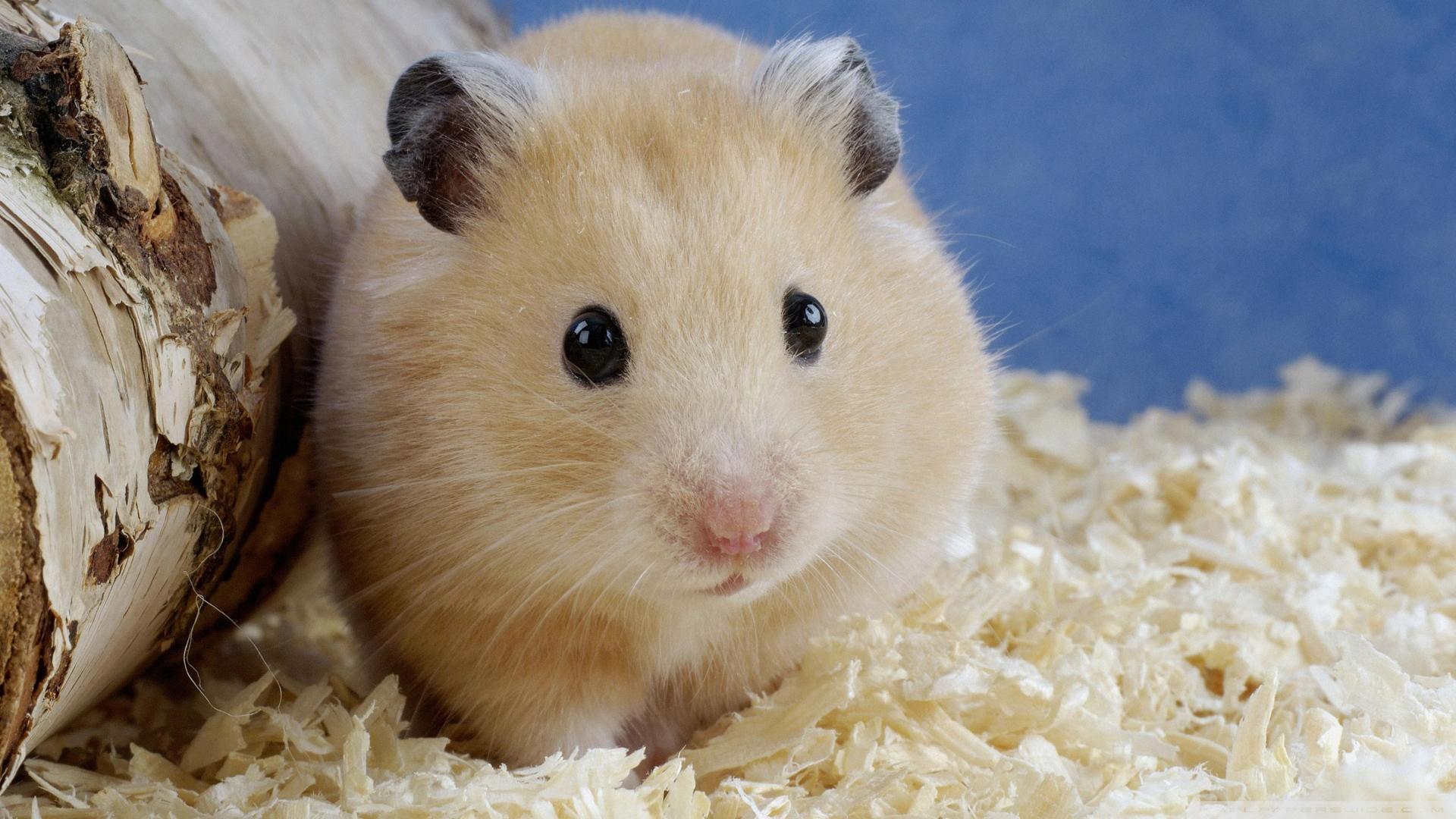 Golden Hamster Mesocricetus Auratus ❤ 4K HD Desktop