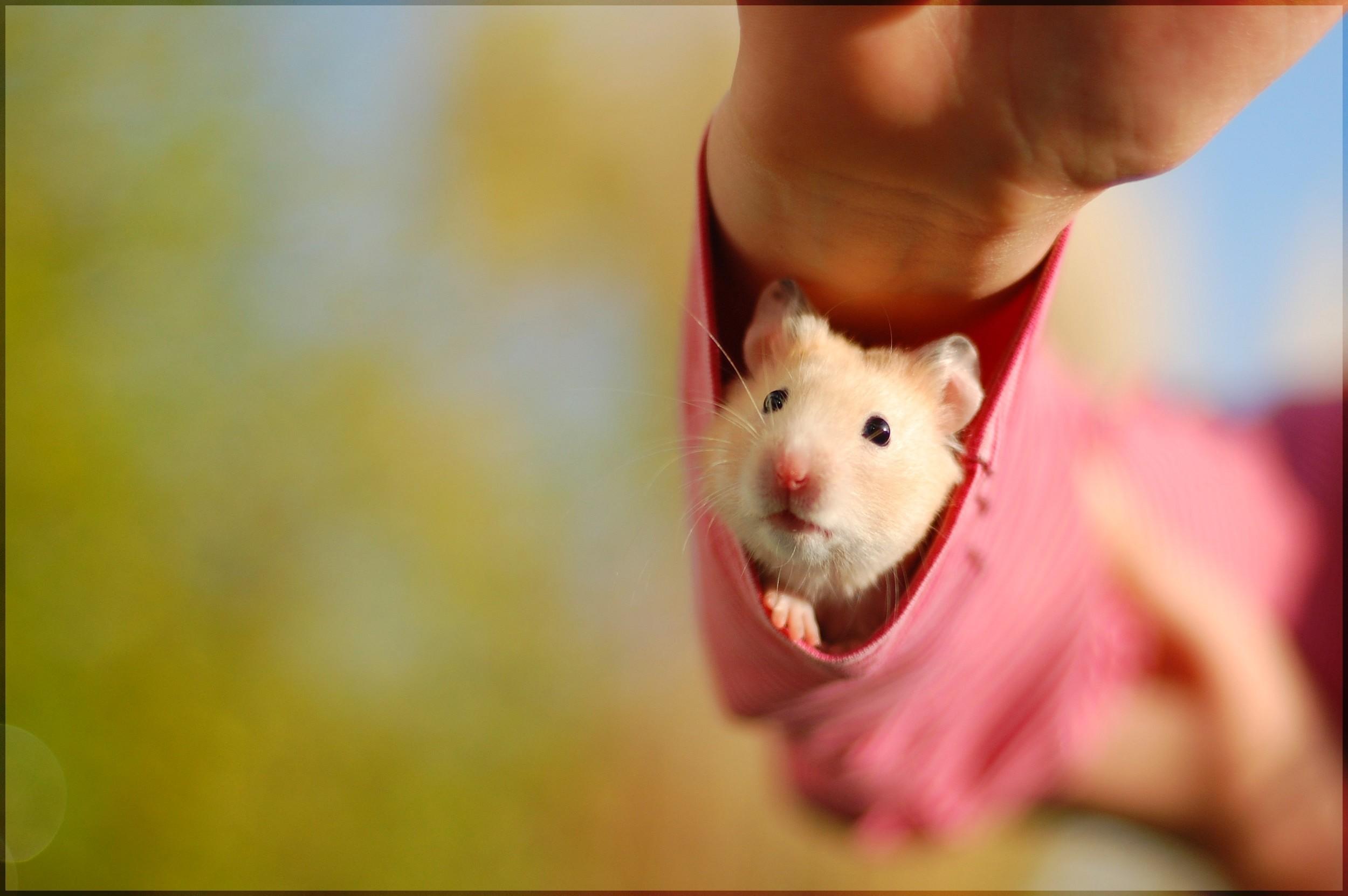 Cute Hamster Wallpaper