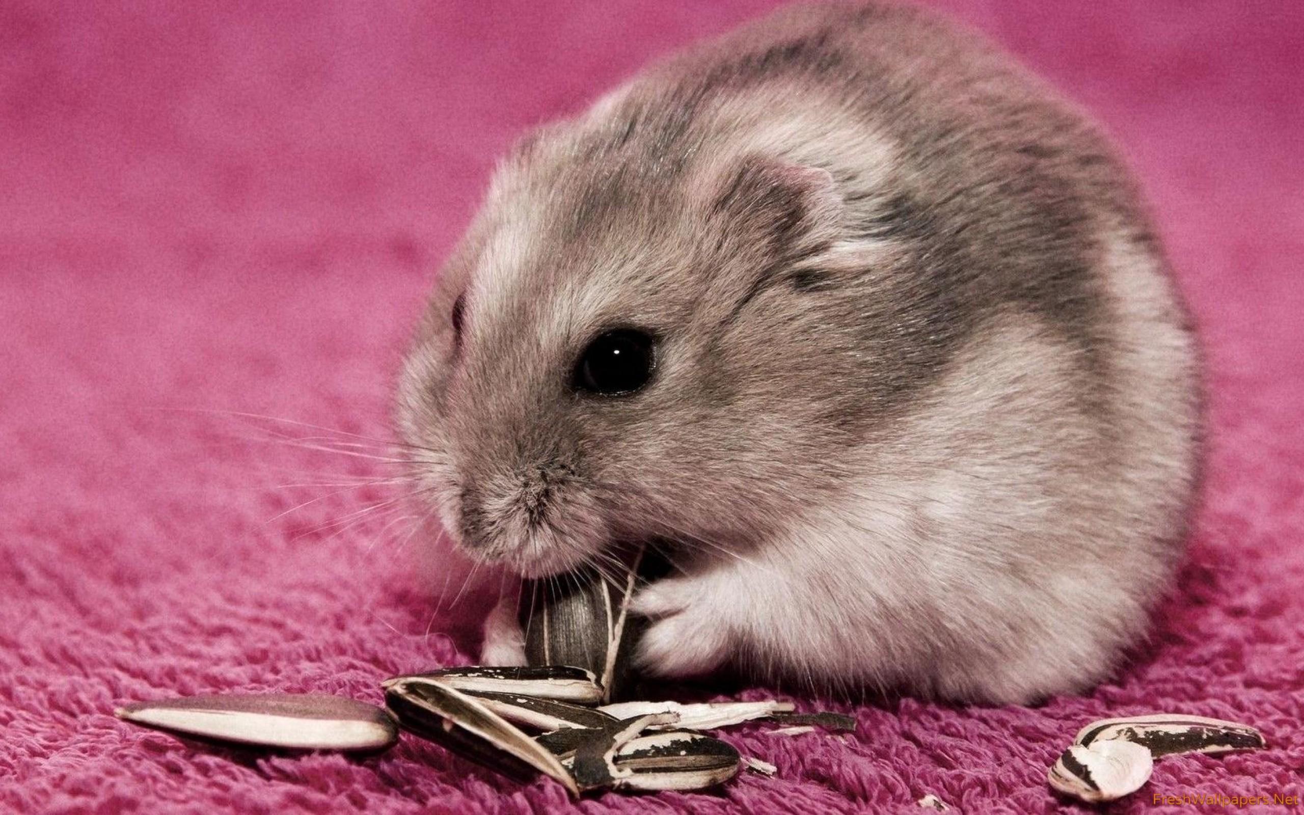 Hamster eating sunflower seeds wallpaper