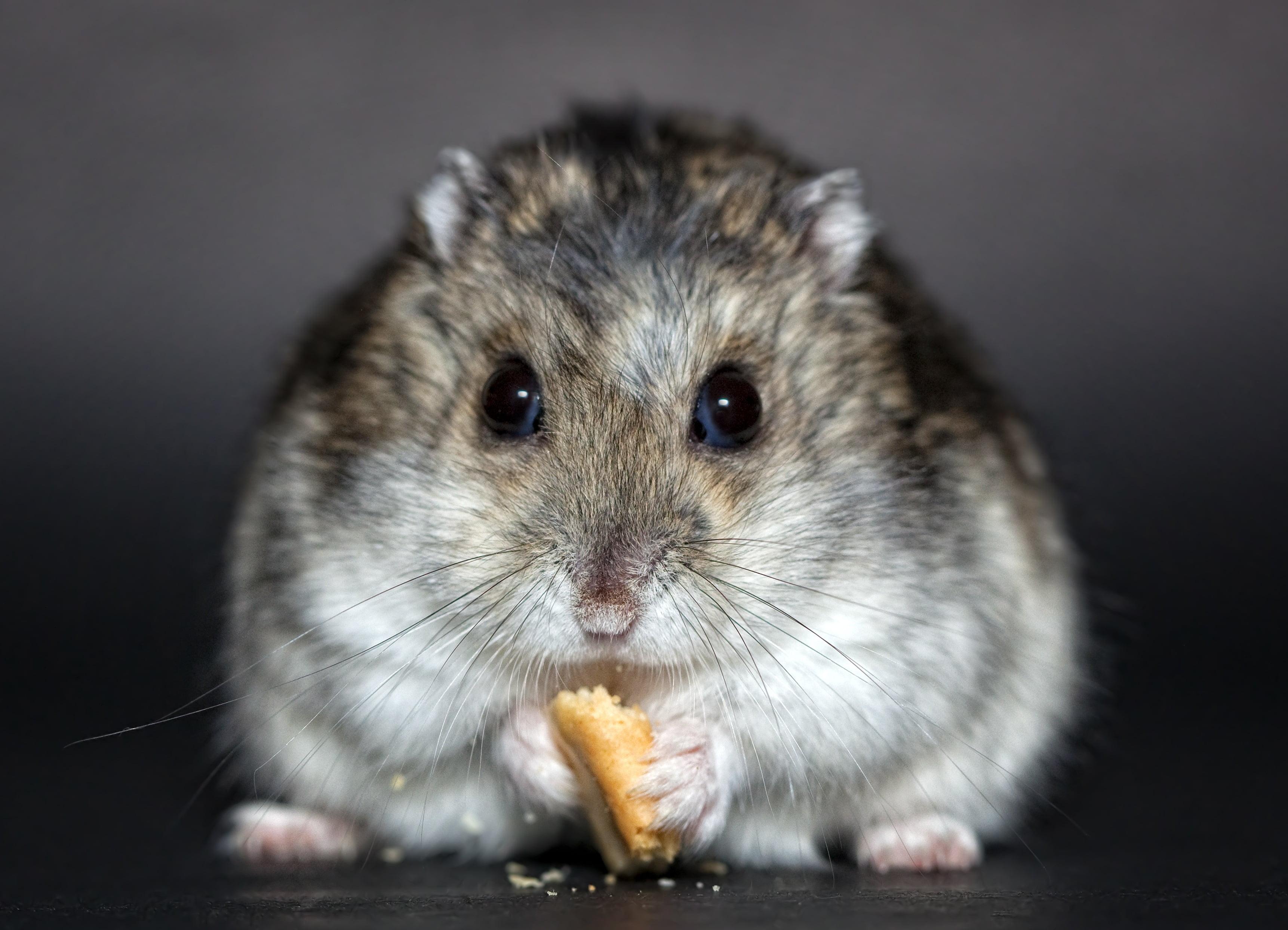 Hamster on critter trail, russian dwarf hamster HD wallpaper