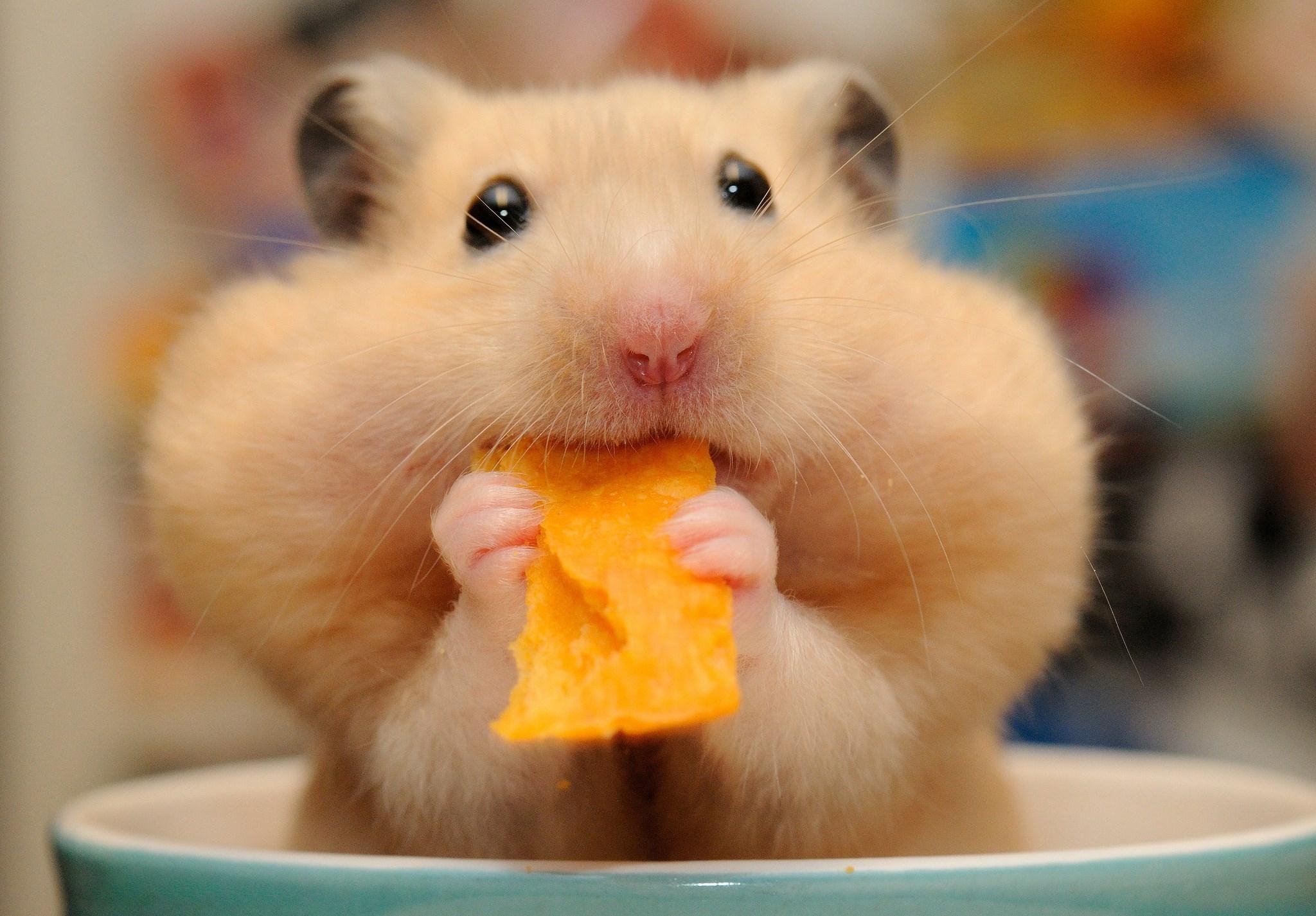 Hamster Wallpaper