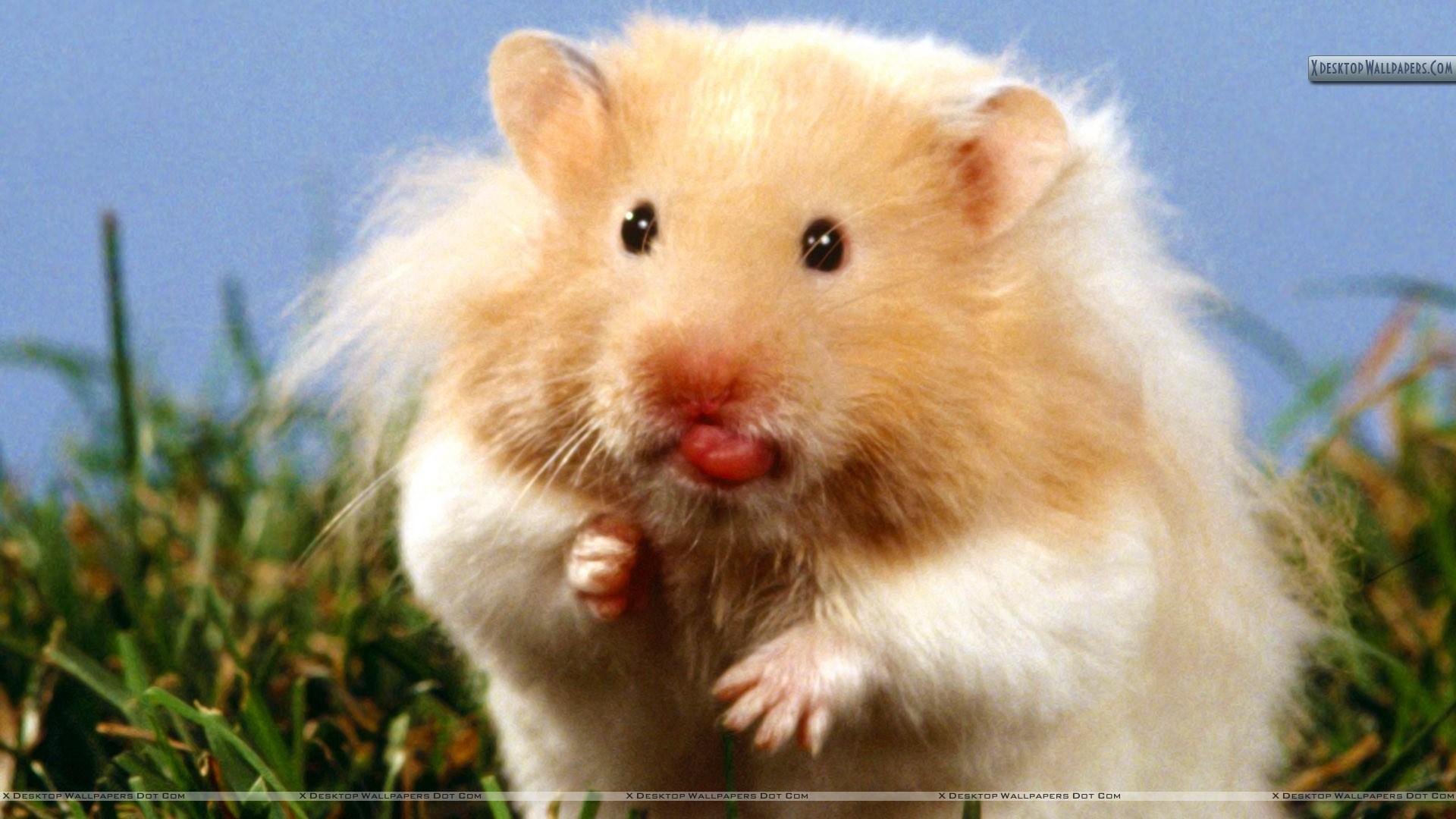 Teddy Bear Hamster Wallpapers.