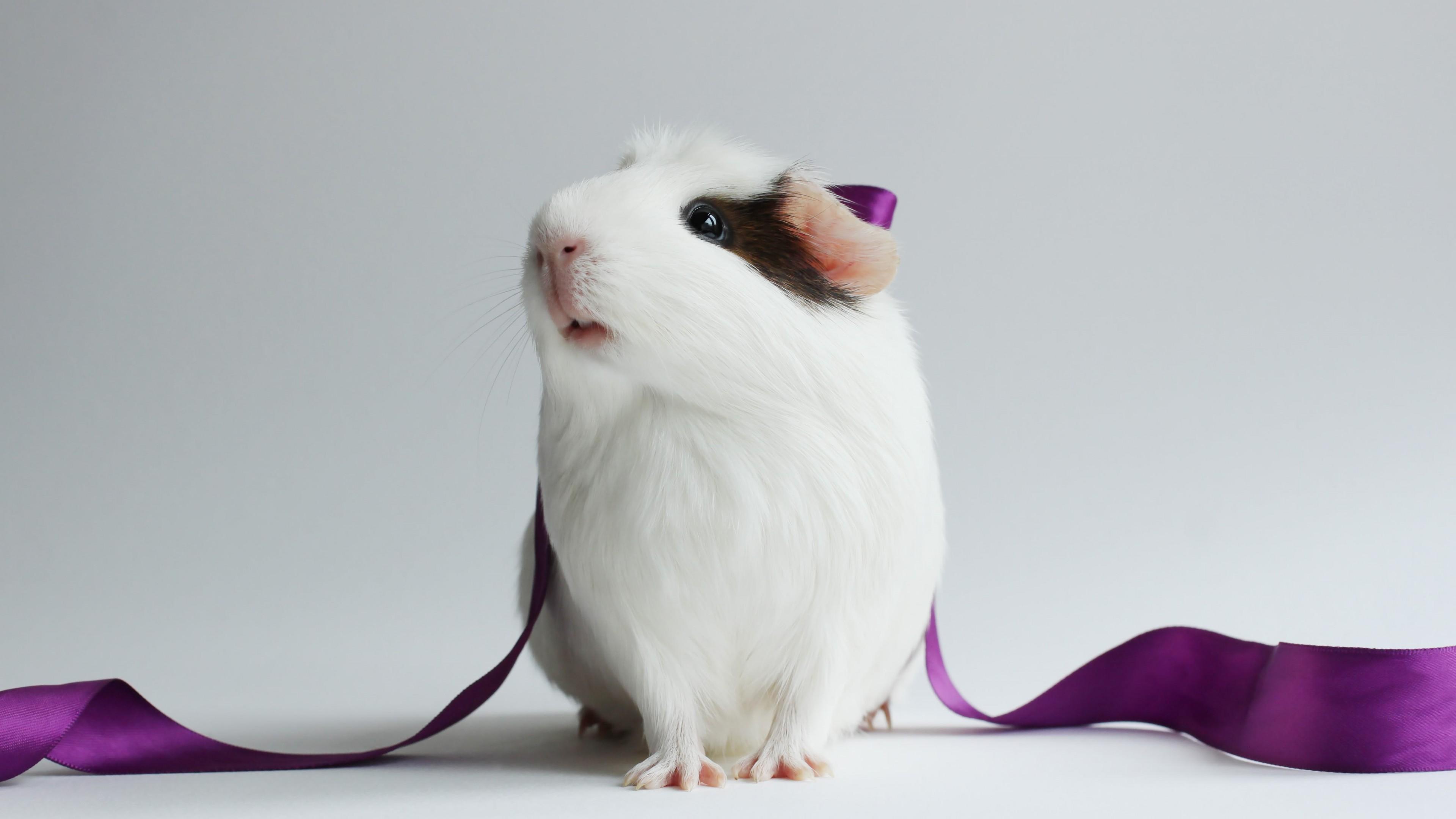 Wallpaper Hamster, Cute Hamster, White, Close Up, Purple