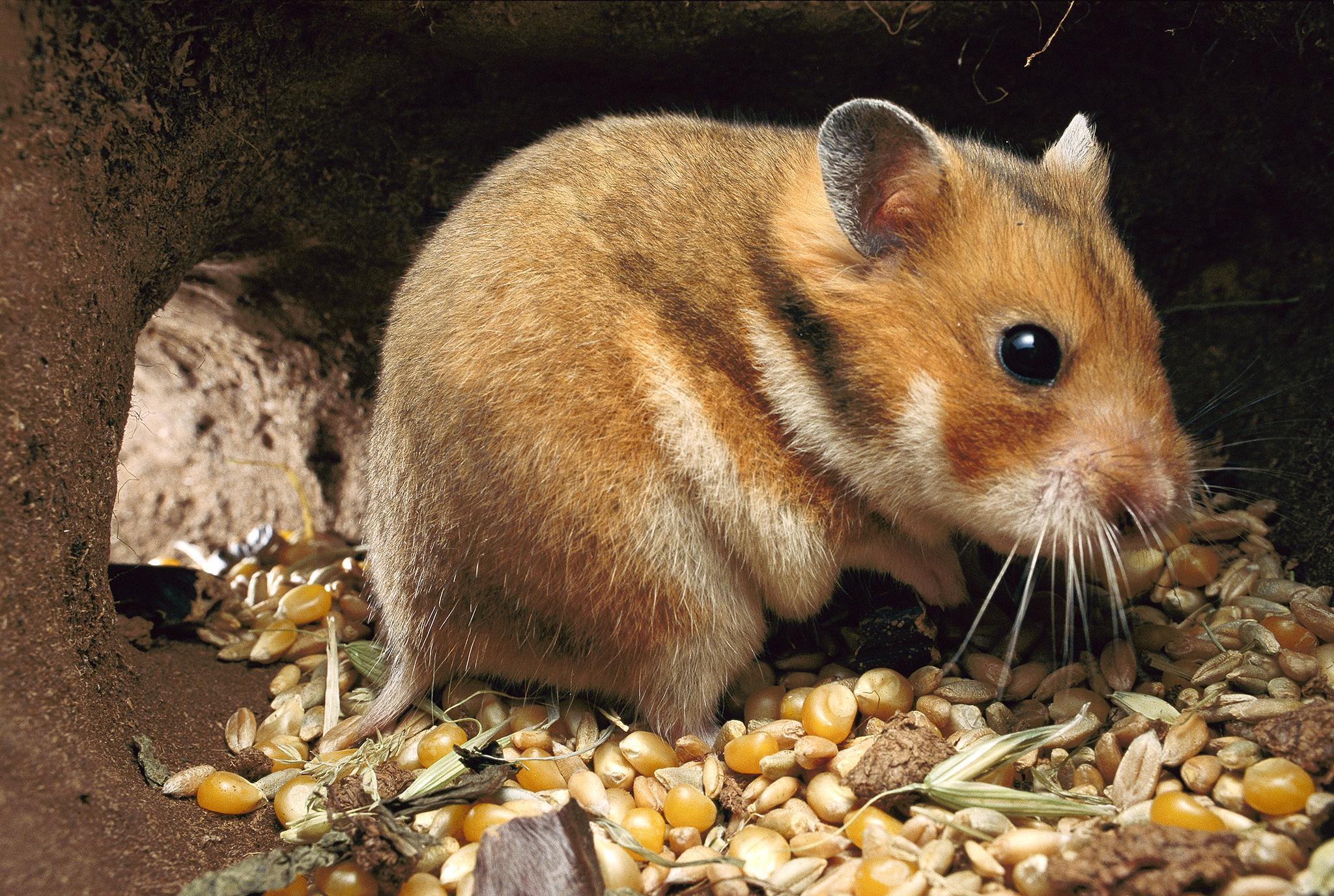 All information about Golden Hamster Picture - #catfactsblog