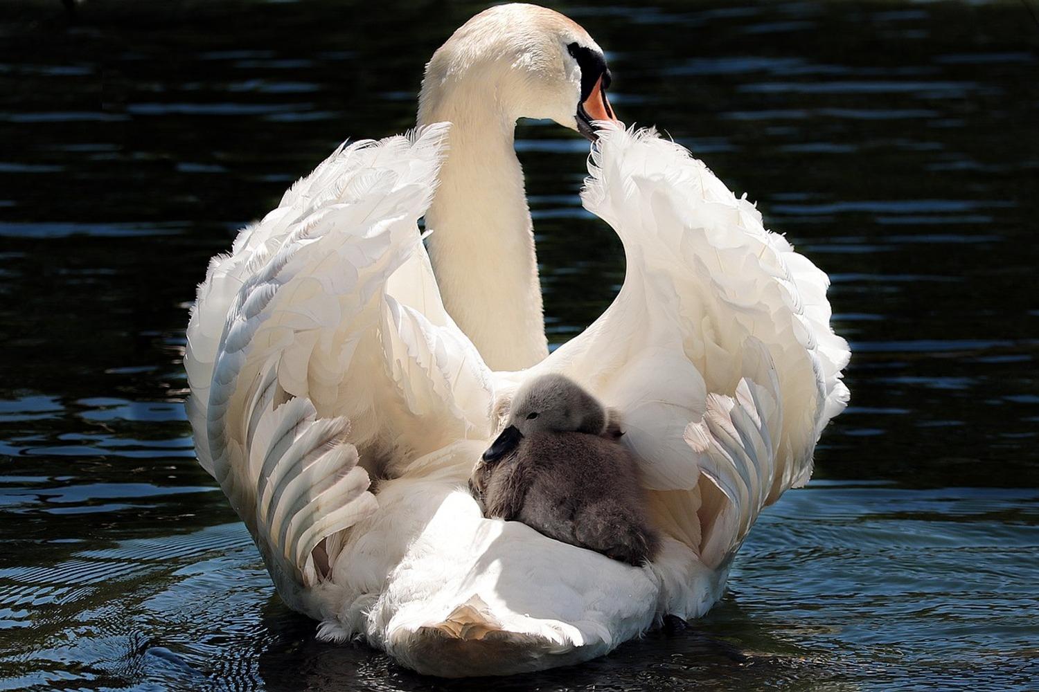 Photo Wallpaper Mom and baby swan. Order now!!