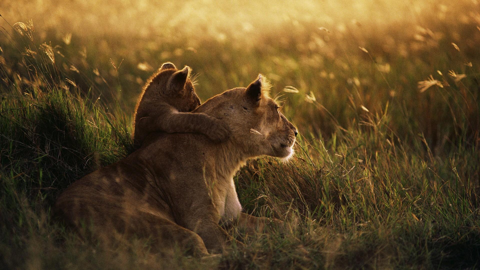 Baby Lion And His Mom HD Wallpaperx1080