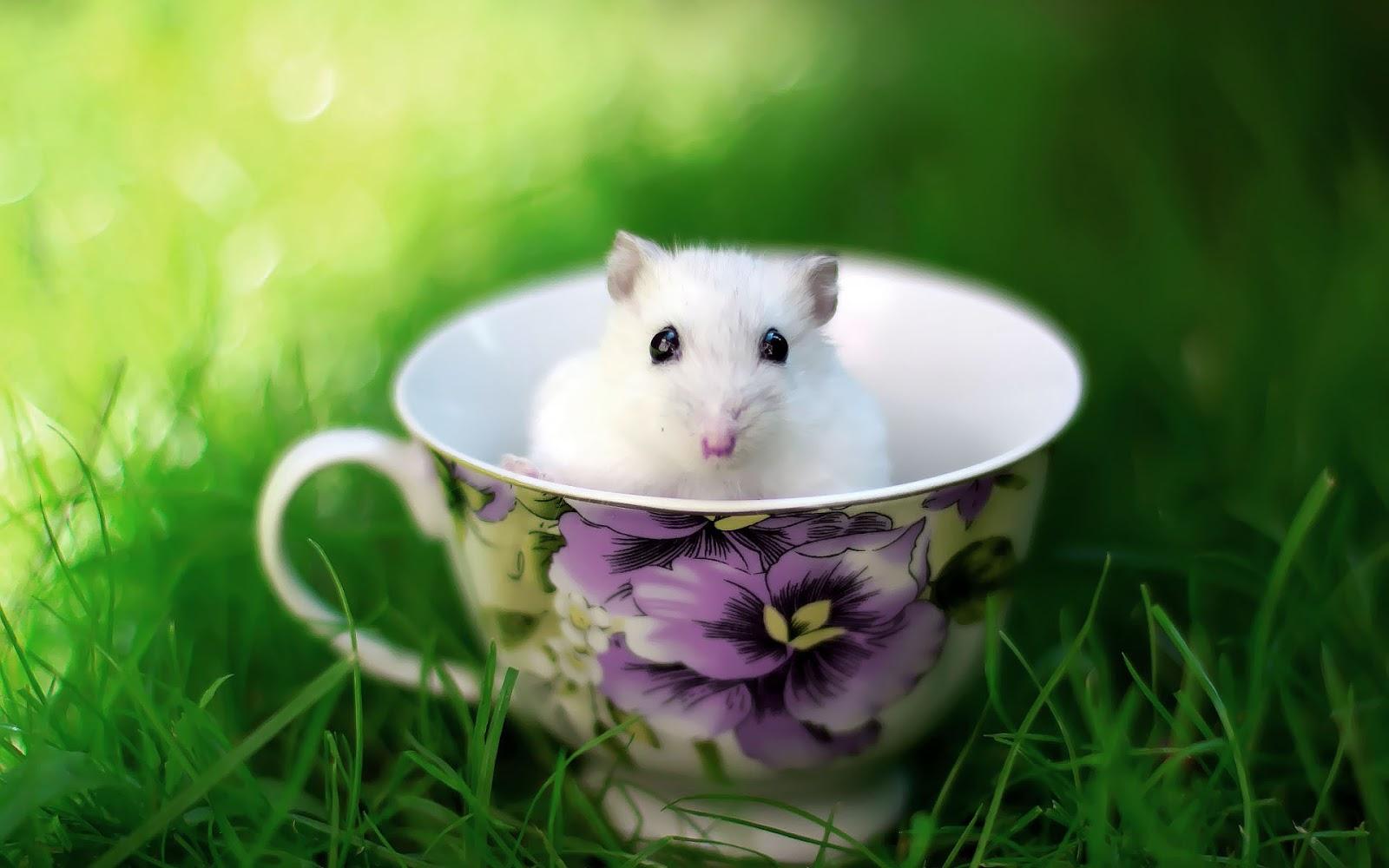 Cute Mice Wallpapers - Wallpaper Cave