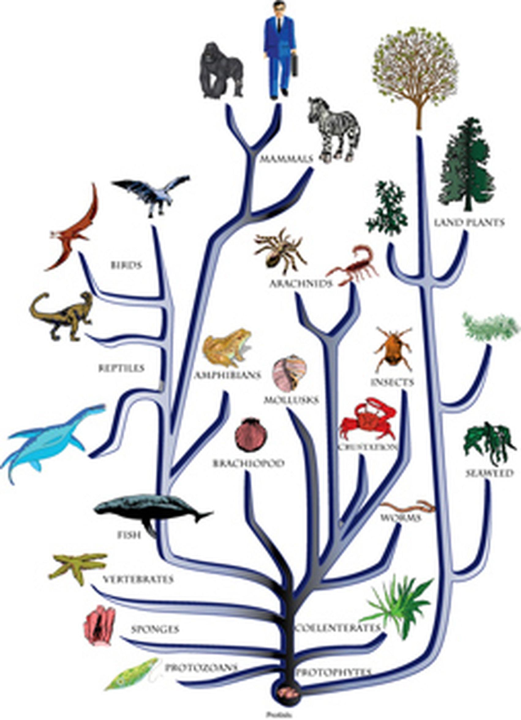 Филогенетическое дерево эволюции