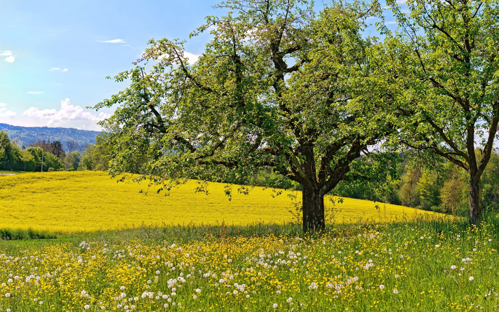 meadow, Flowers, Dandelions, Trees, Spring, Landscapes