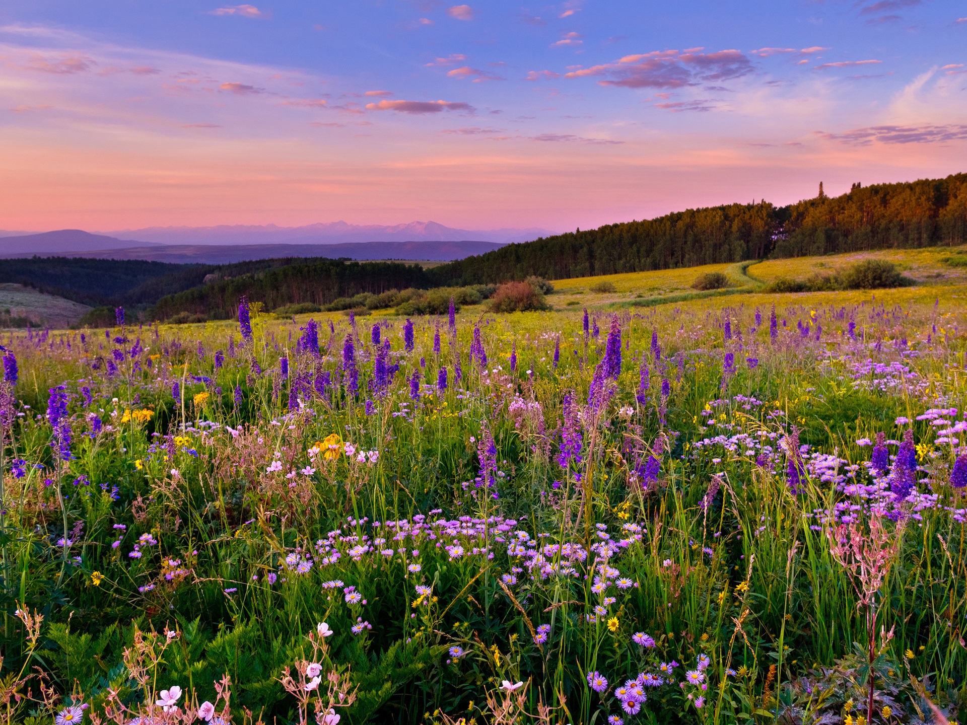 Wallpaper White River Plateau, Colorado, flowers, meadow