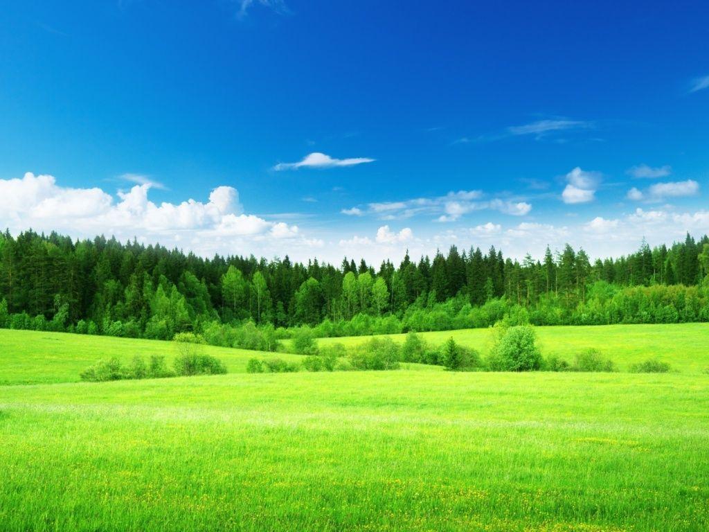 Sky Trees & Grass Green Meadow HD Desktop Wallpaper. Dining