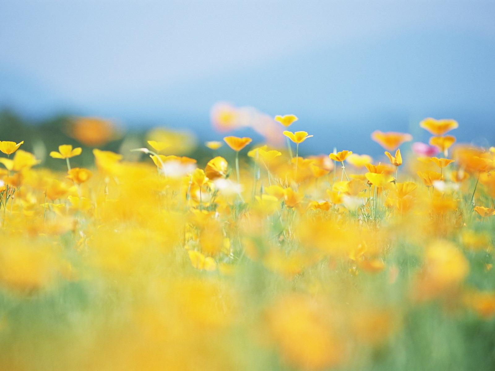 Download desktop wallpaper Summer meadow with yellow flowers