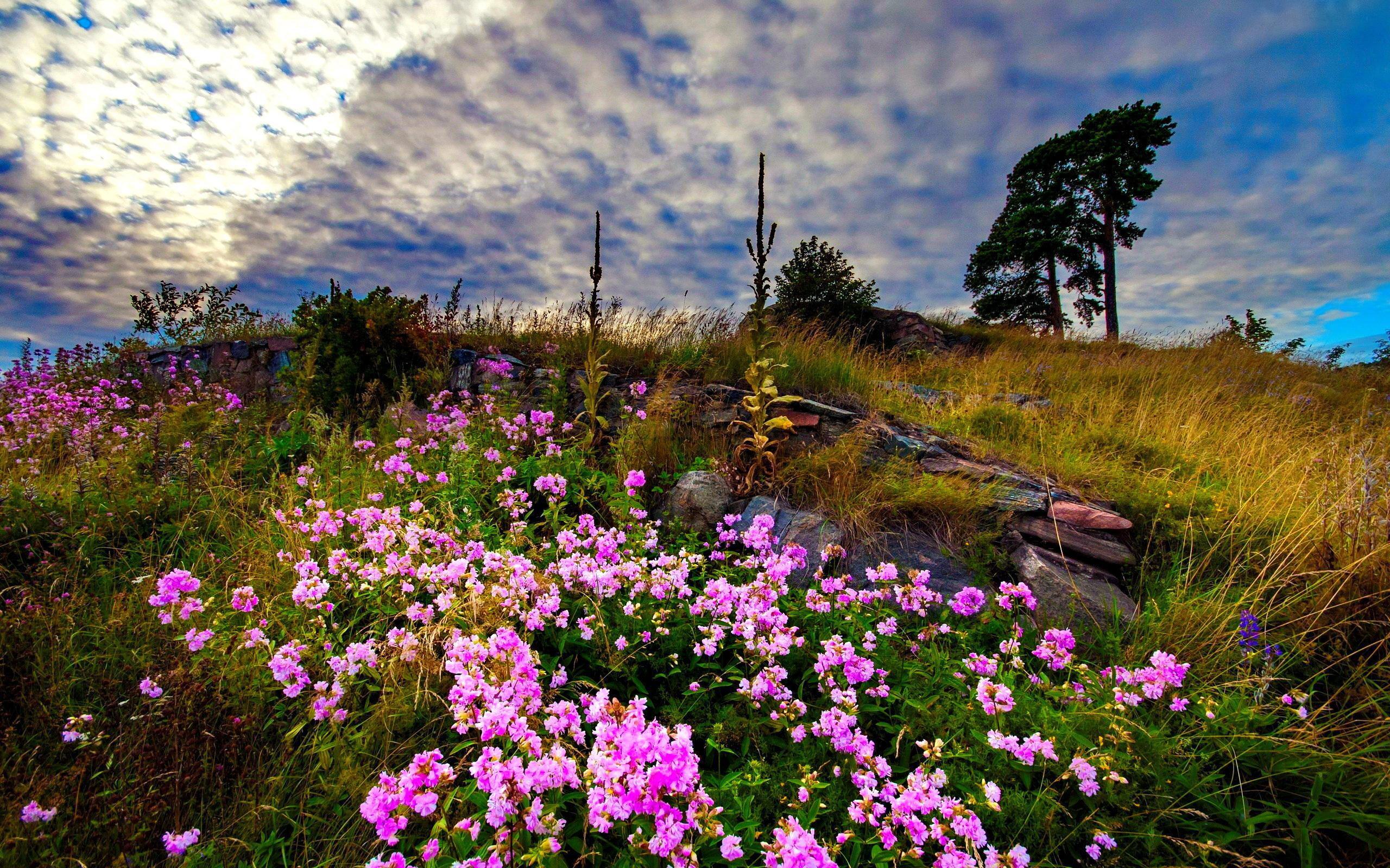 Meadow Flowers HD desktop wallpaper, Widescreen, High