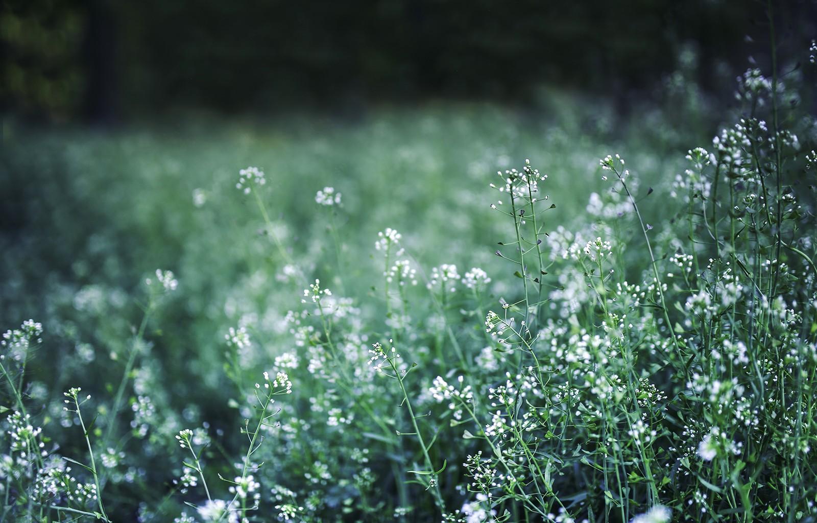 Flowers, Meadow, Spring, Green, Smells Good, HD Nature