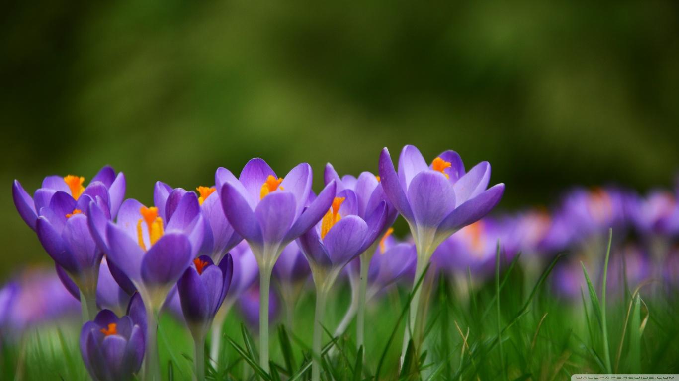 Spring Crocuses Flowers Meadow Nature HD Wallpaper. Its