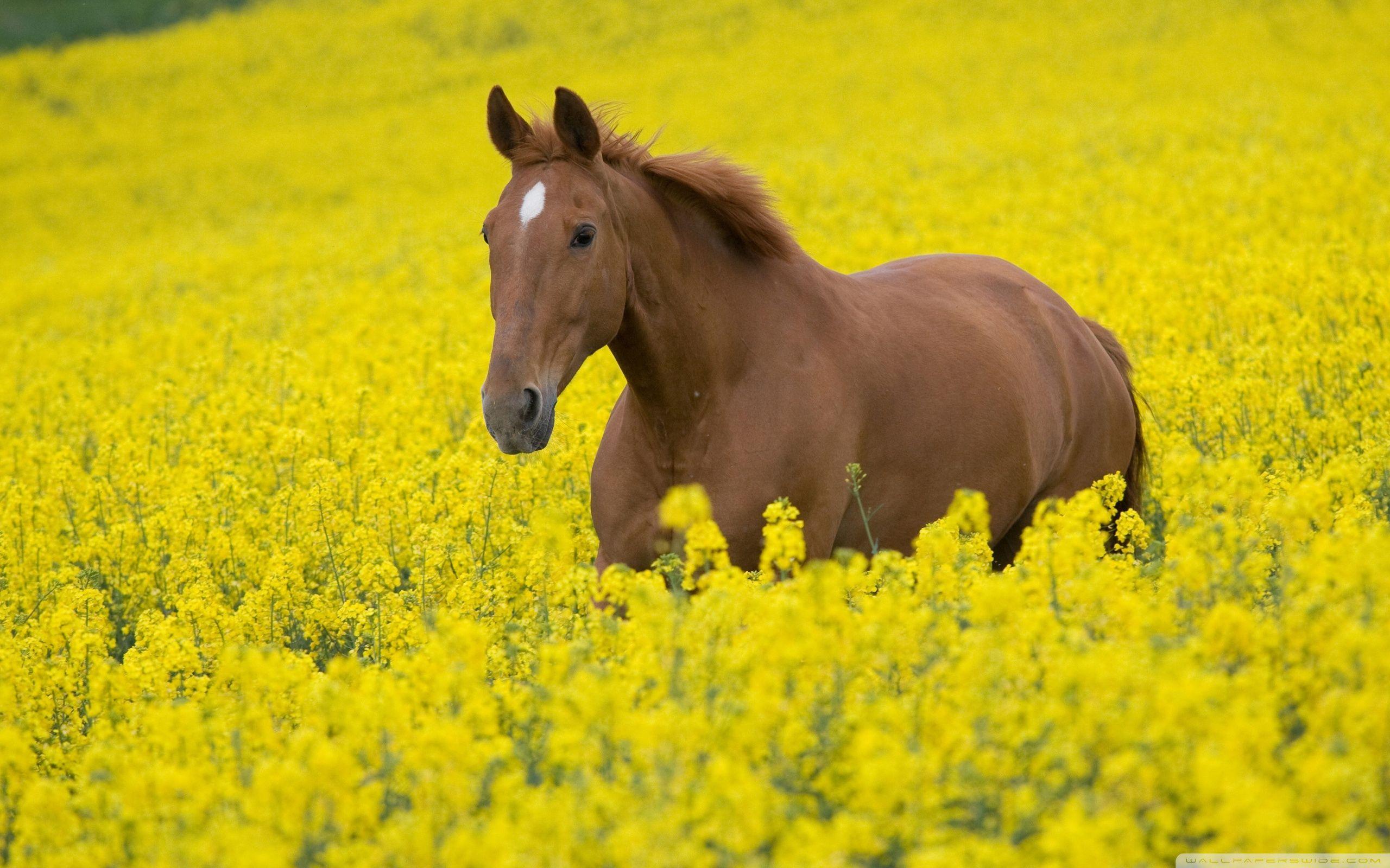 A Horse in Field Wallpaper