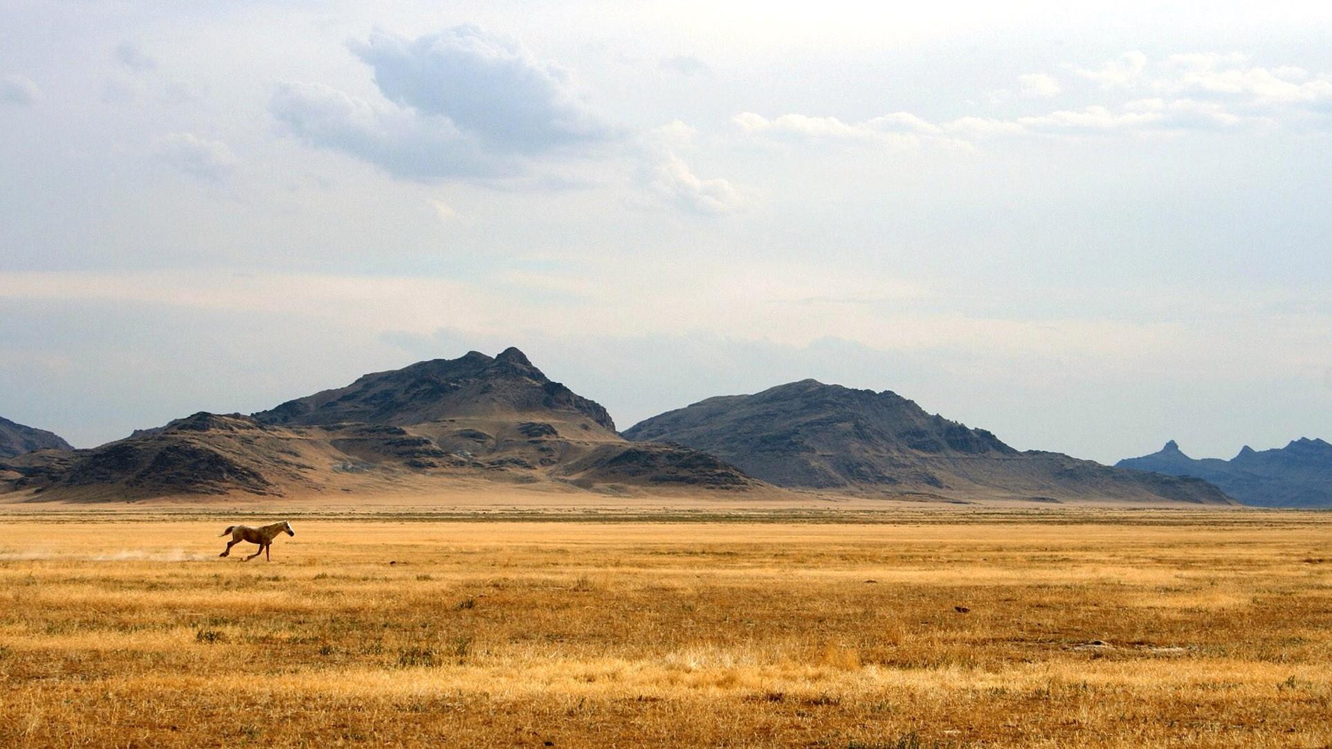 Horse, On, The, Meadow, HD Animal Wallpaper, Amazing Pets