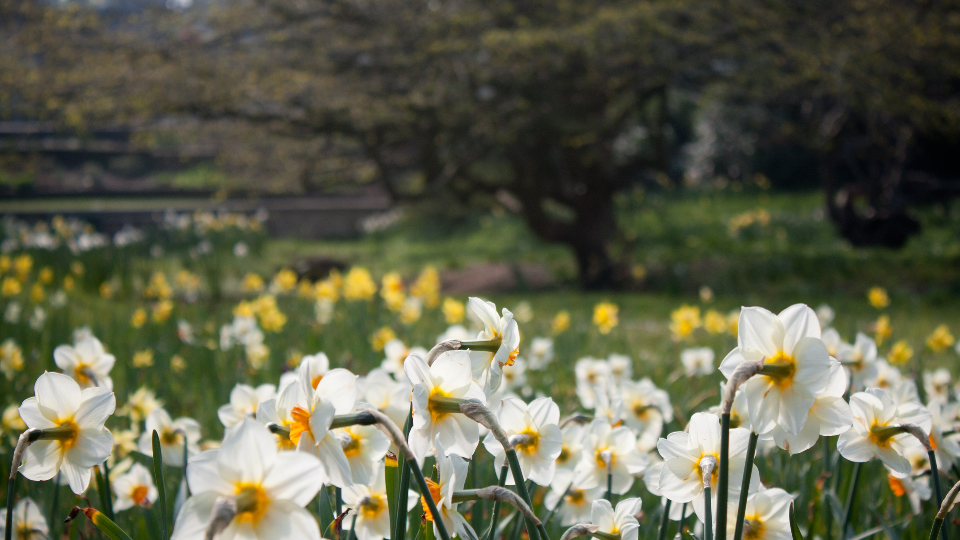 Free download Widescreen Desktop Spring Photo Meadow
