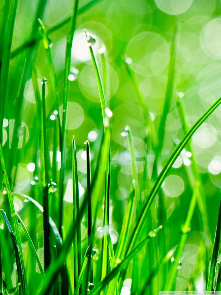 Water Drops On Grass ❤ 4K HD Desktop Wallpaper for 4K Ultra