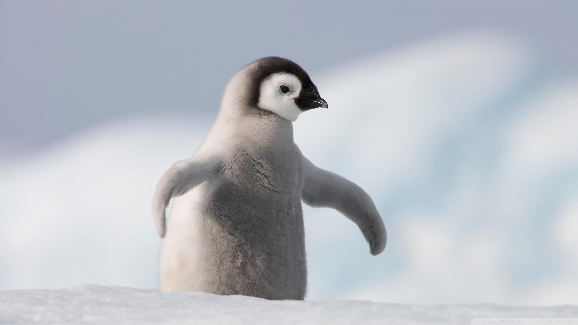 Baby Penguin, Antarctica ❤ 4K HD Desktop Wallpaper for 4K