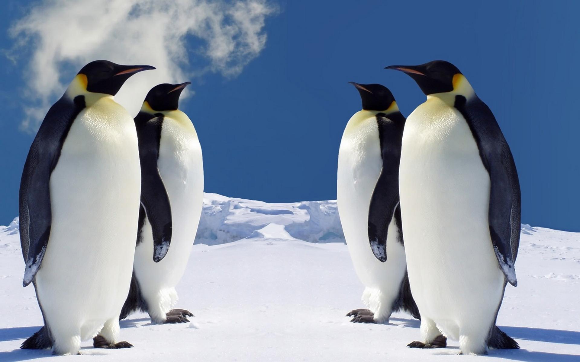 Imperial Penguins Desktop Wallpaper