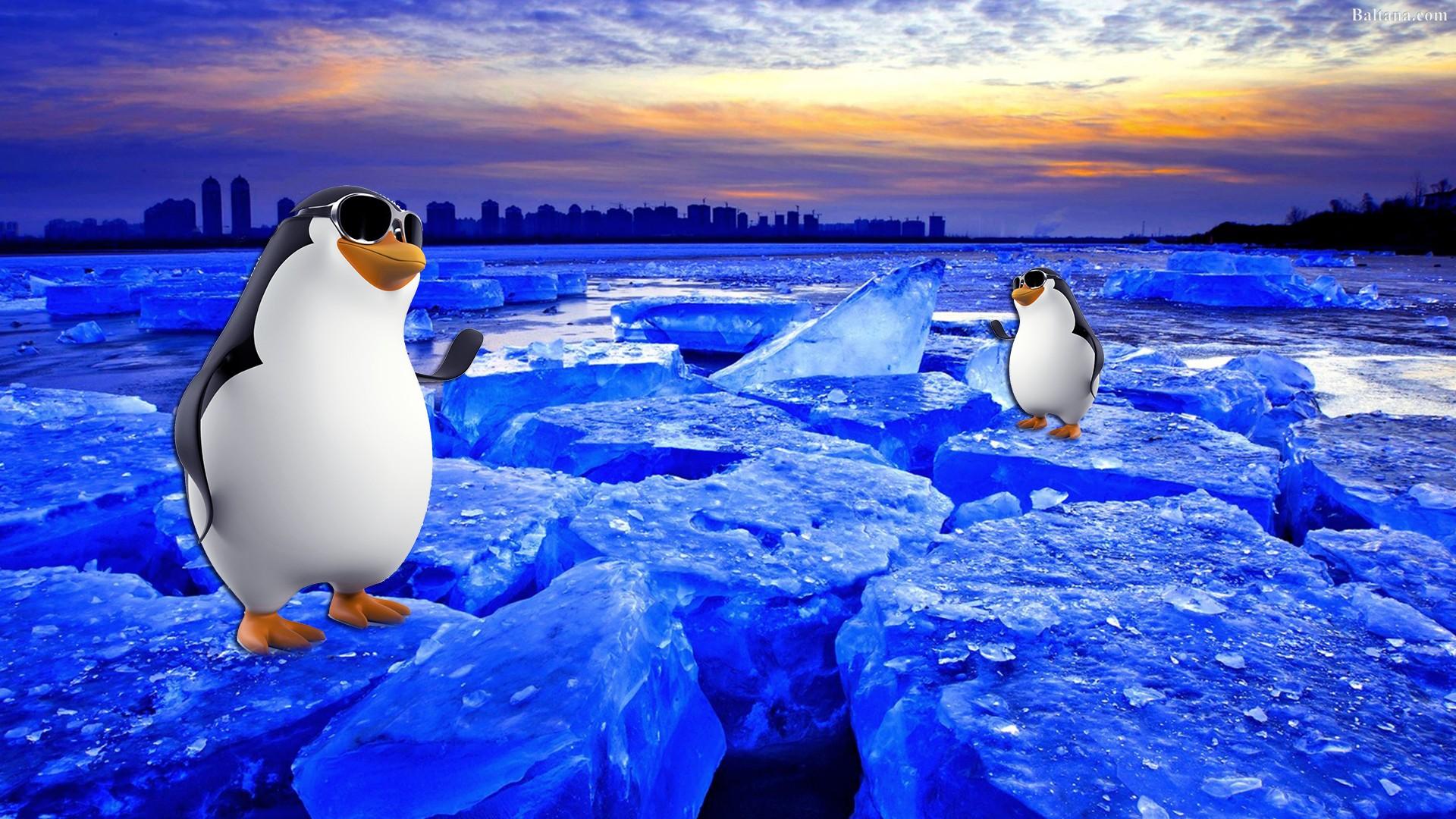 Penguin HD Desktop Wallpaper 31699