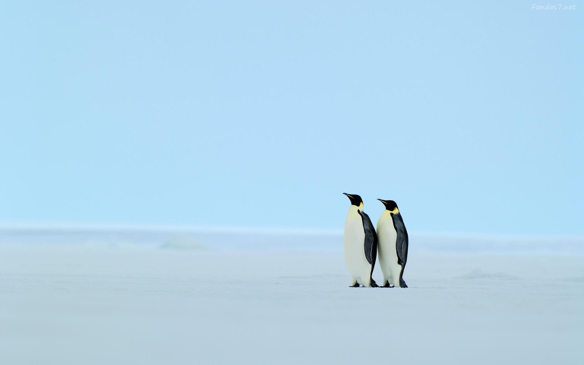 Free Penguin Background Download