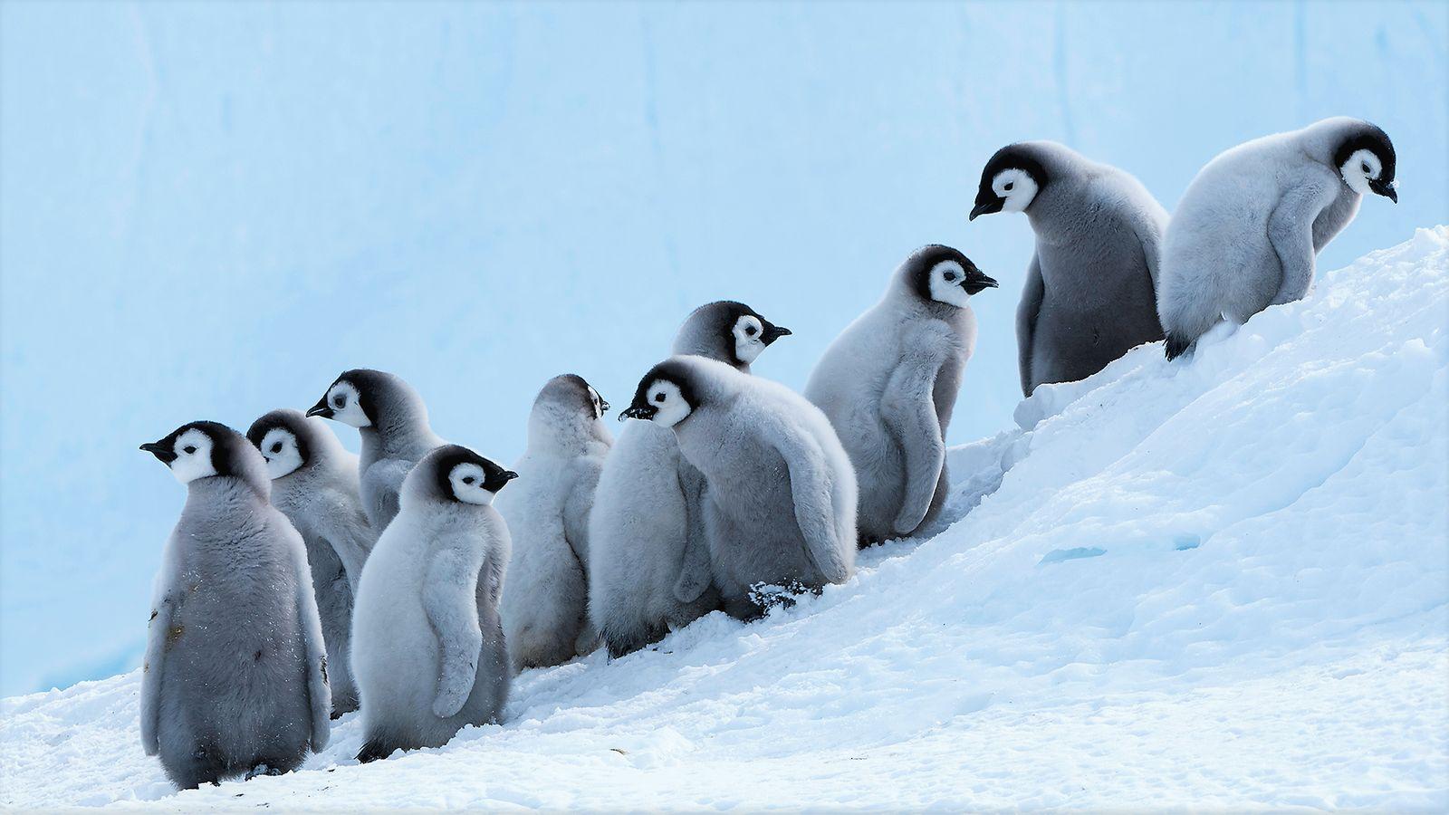 Adorable Baby Penguins in Snow Wallpaper