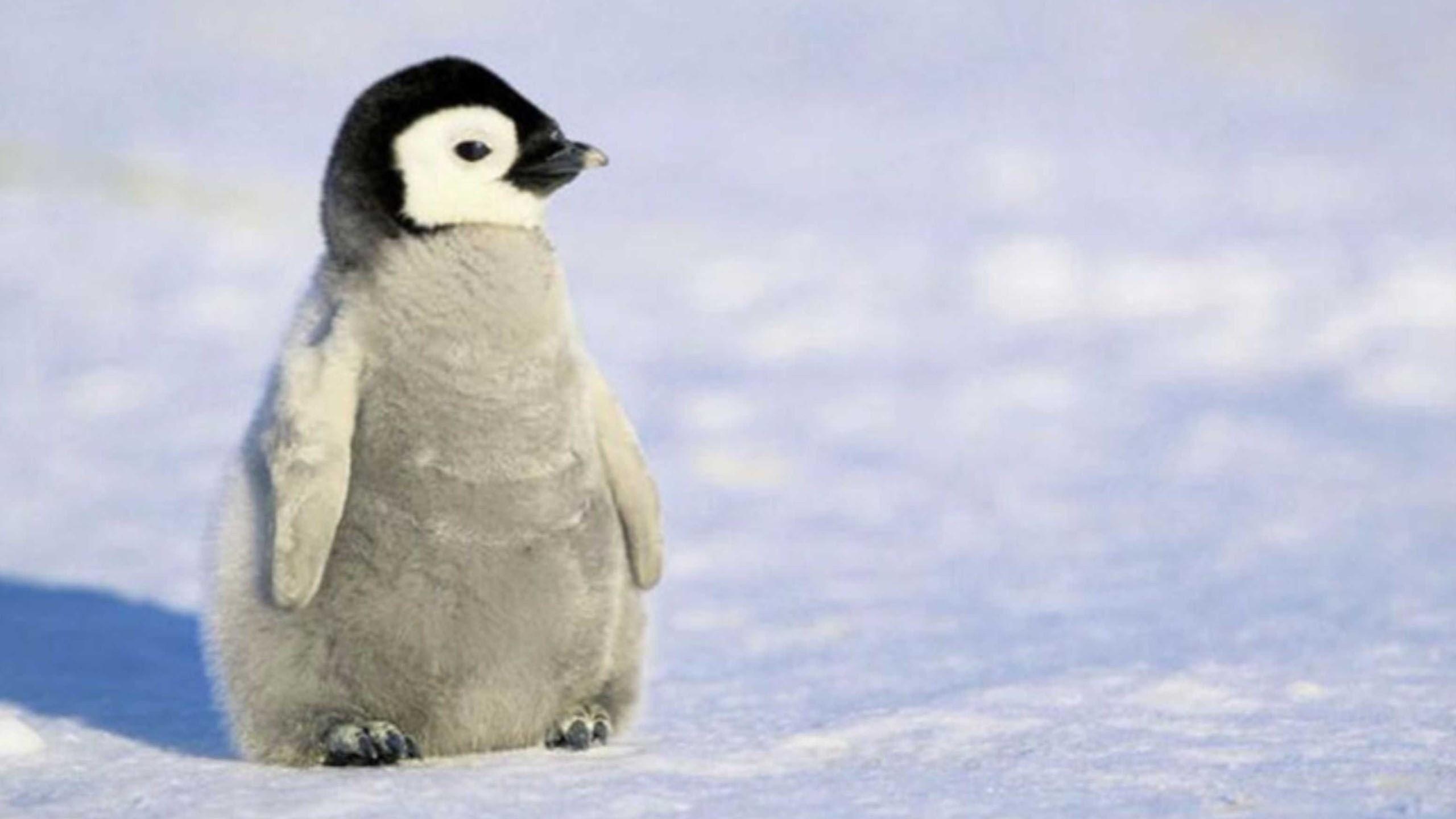 Charming Penguin Baby