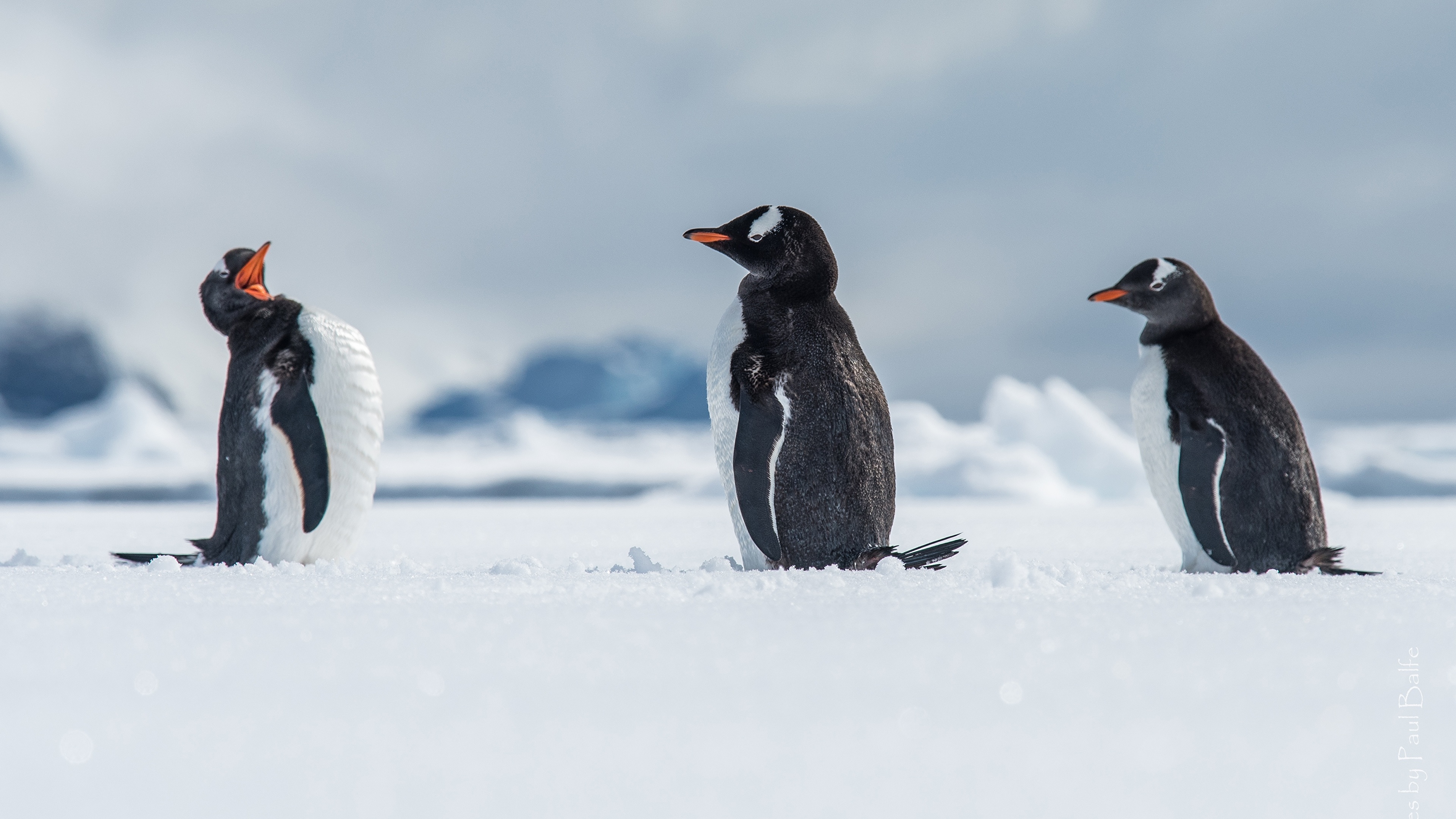 Desktop Wallpaper Gentoo penguin Antarctica, Wilhelmina