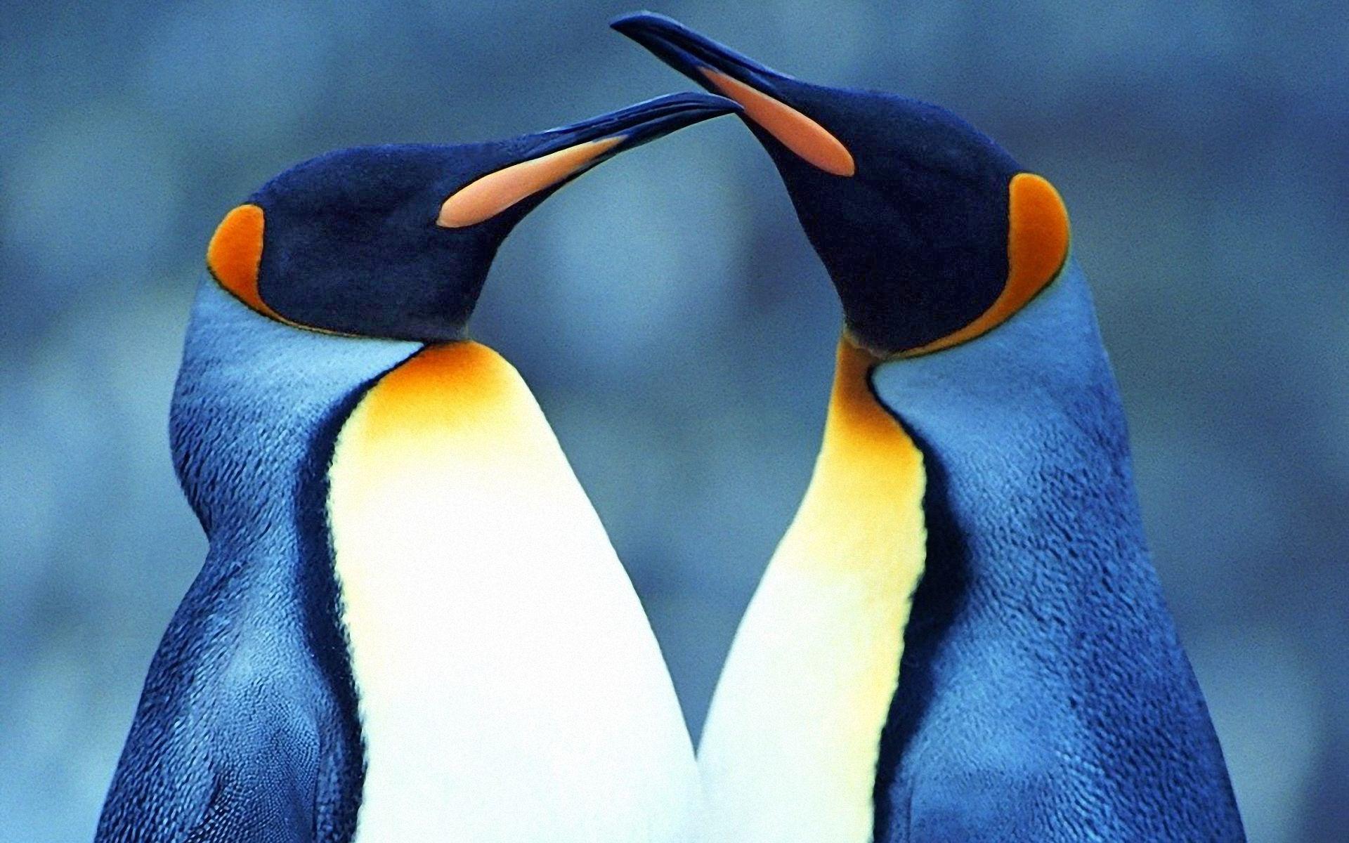 Love Between Two King Penguins Desktop Wallpaper HD