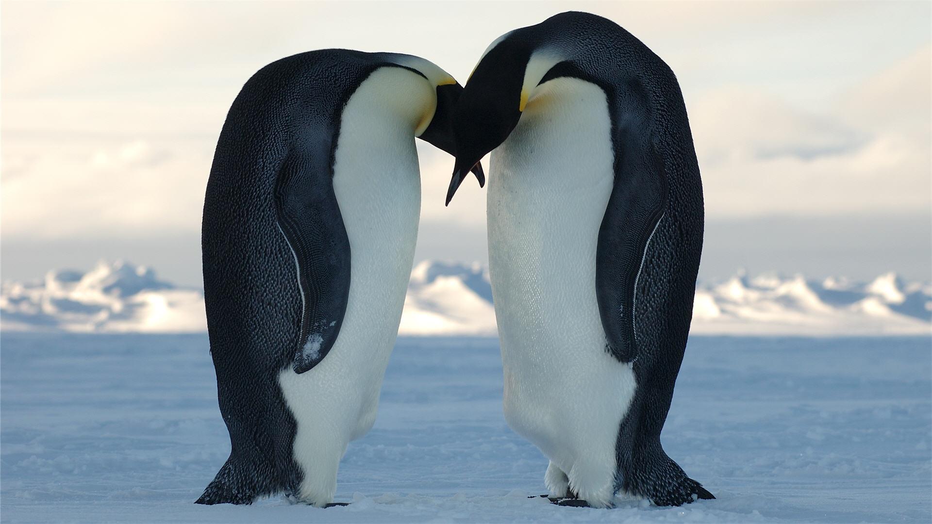 Download 1920x1080 HD Wallpaper penguin couple snow romantic