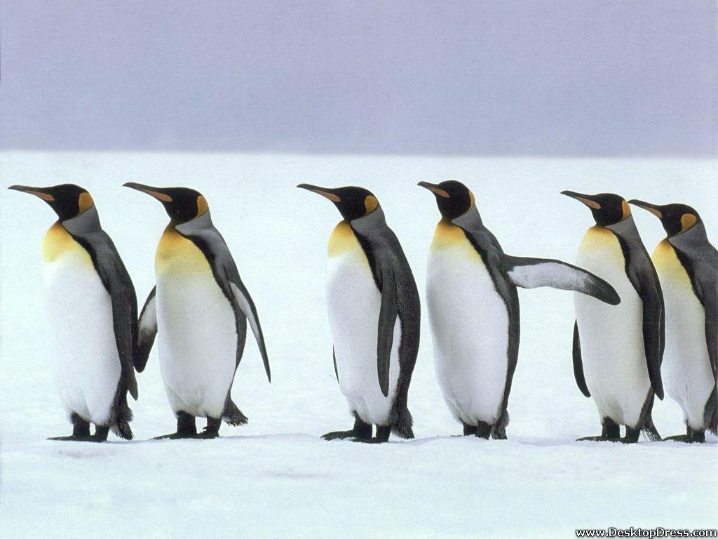 Desktop Wallpaper Animals Background Six Penguins